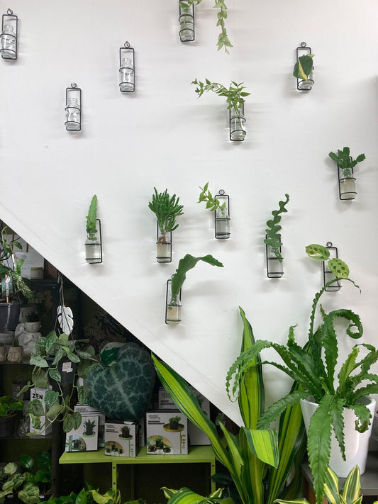 Single Propagation Station (wall hanging)
