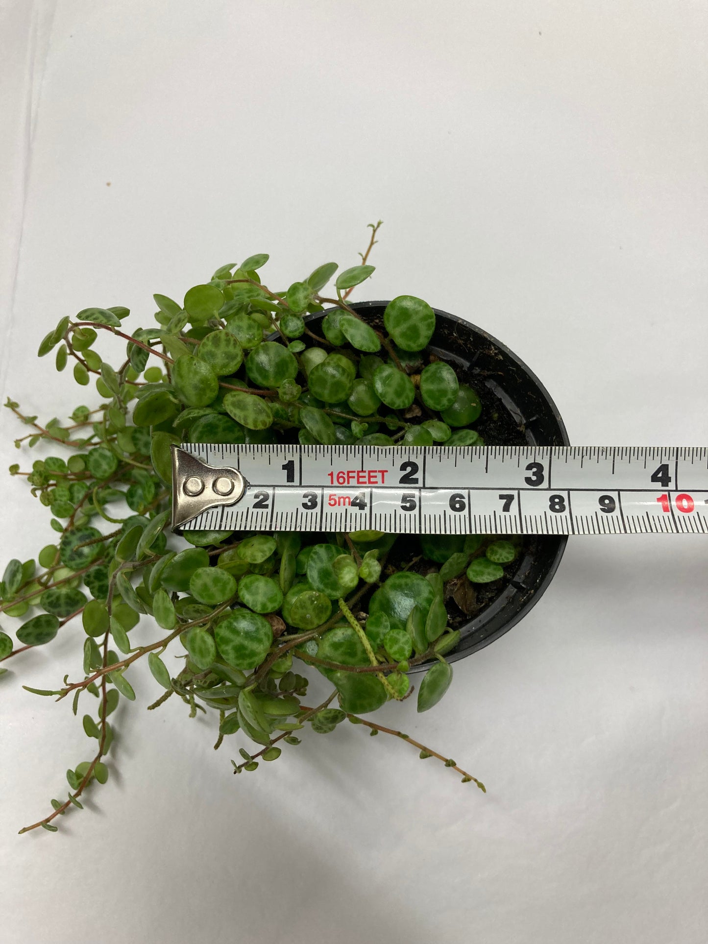 Peperomia Prostrata - String Of Turtles