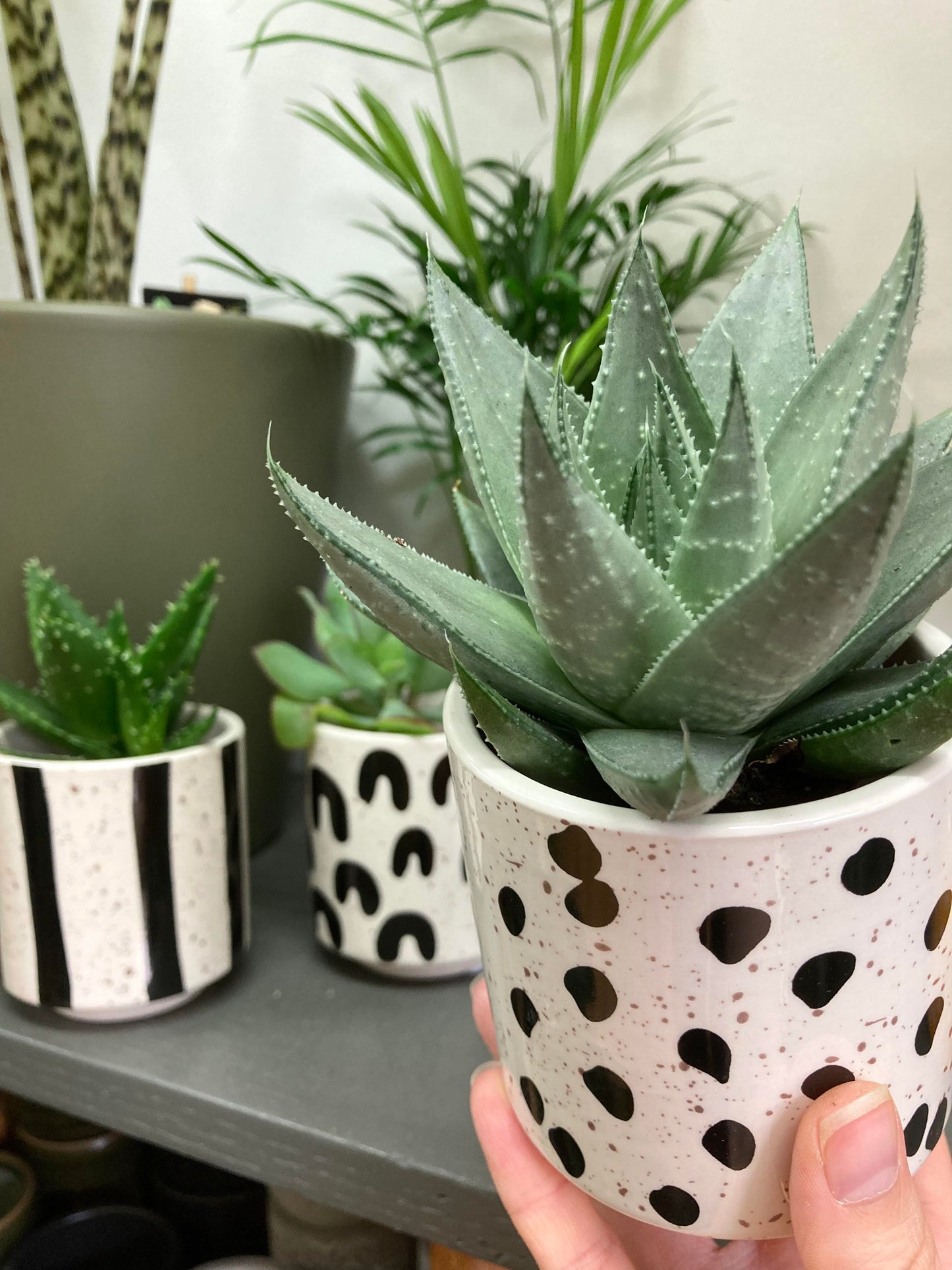 Set of 3 Black And White Plant Pots