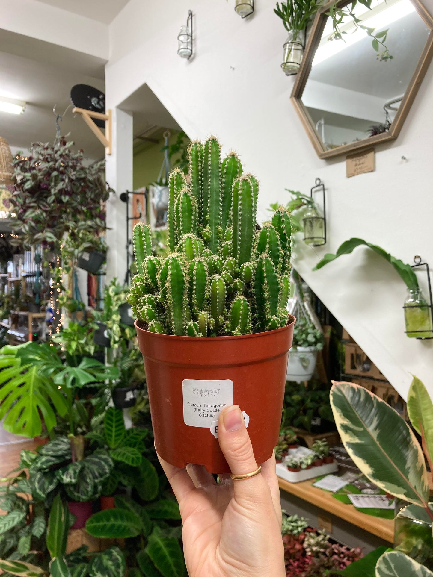 Cereus Tetragonus - Fairy Castle Cactus