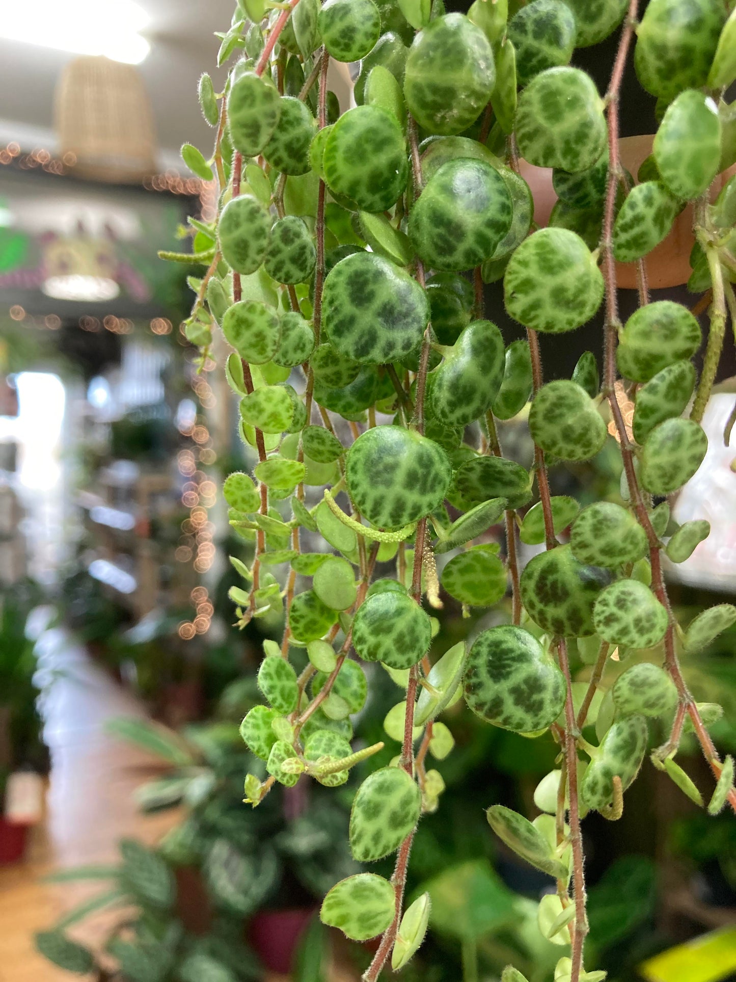 Peperomia Prostrata - String Of Turtles