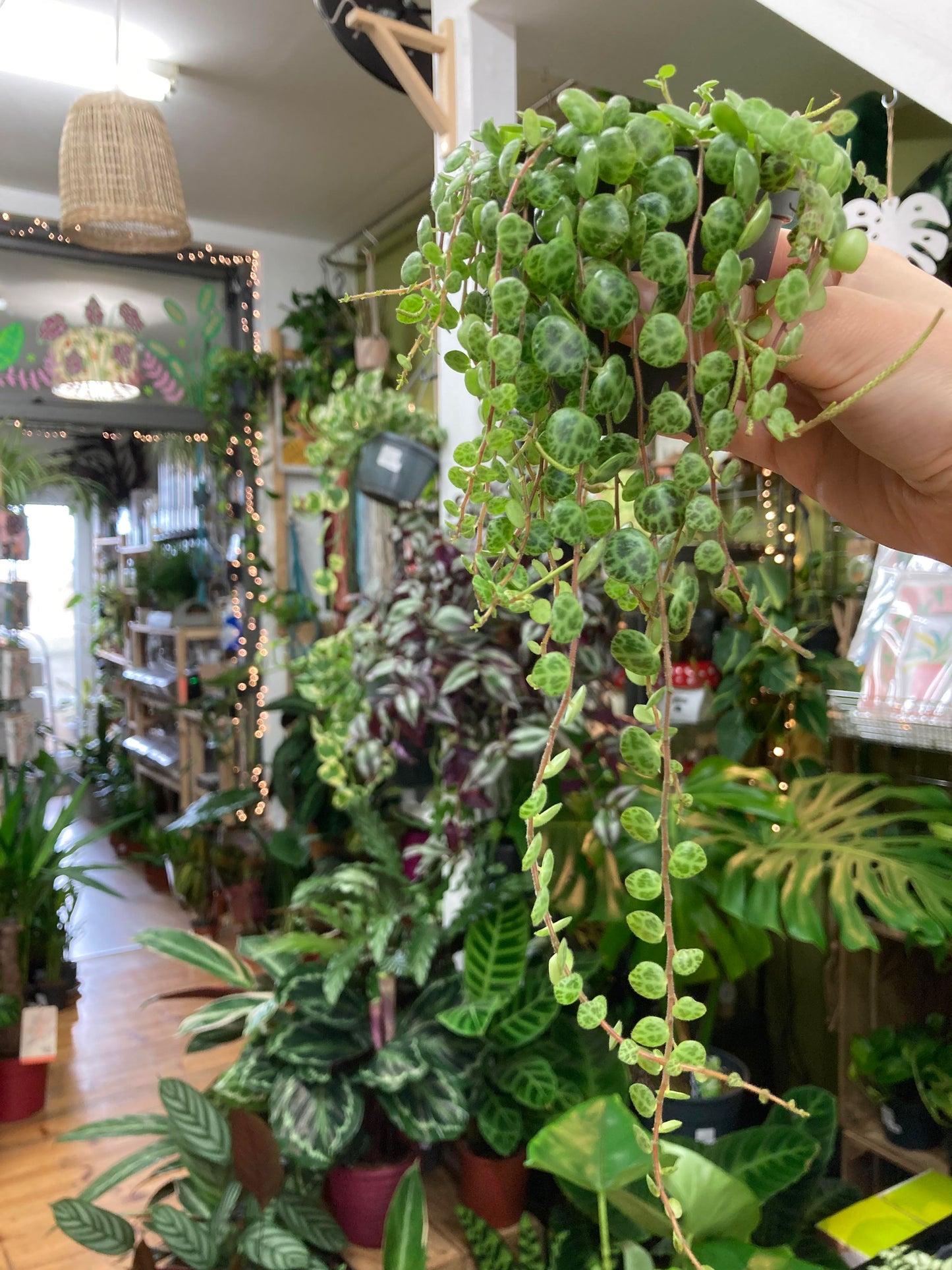 Peperomia Prostrata - String Of Turtles