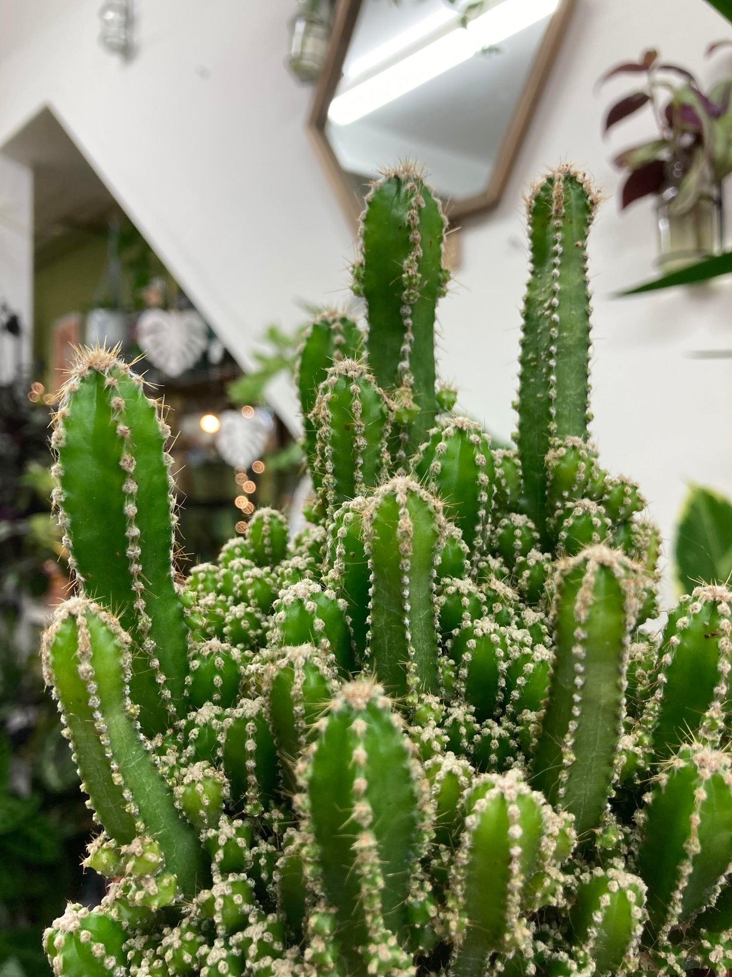 Cereus Tetragonus - Fairy Castle Cactus