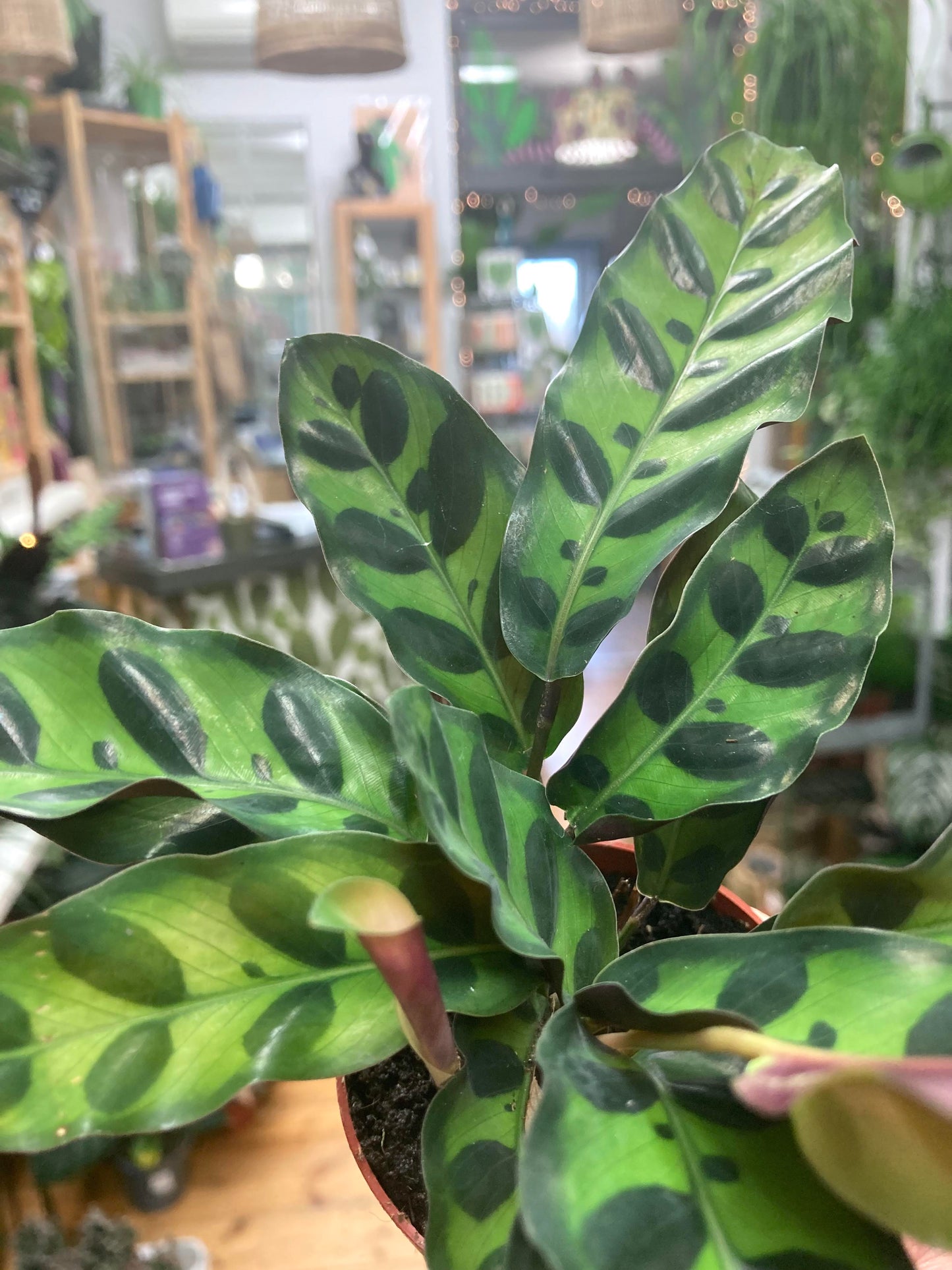 Mini Calathea Lancifolia