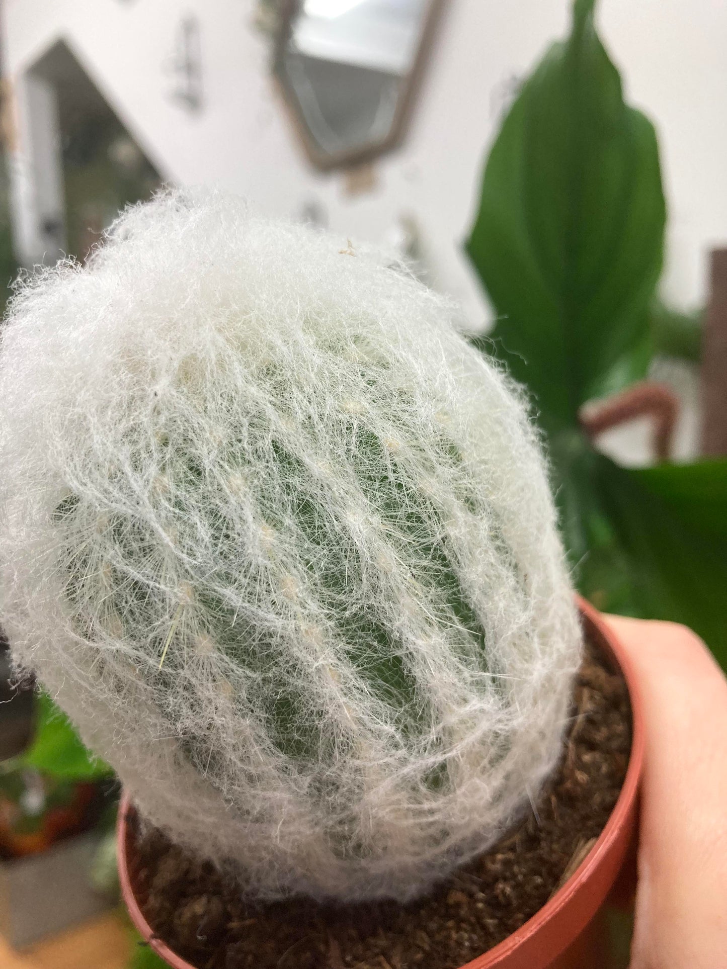 Pseudoespostoa Melanostele