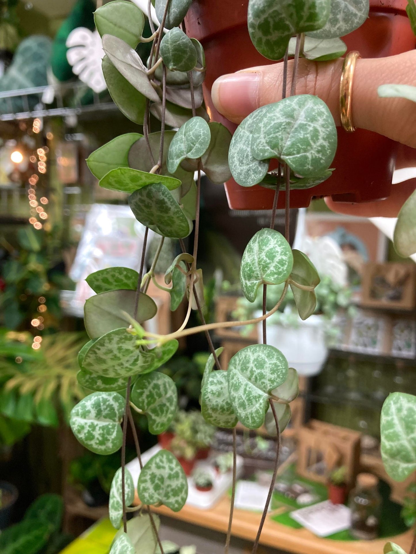 Ceropegia Woodii (String Of Hearts)