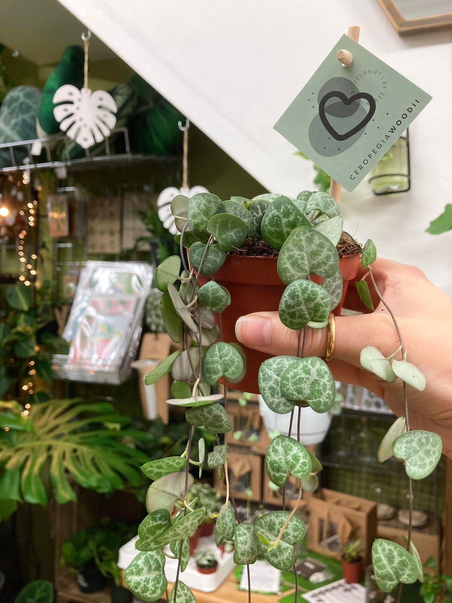 Ceropegia Woodii (String Of Hearts)