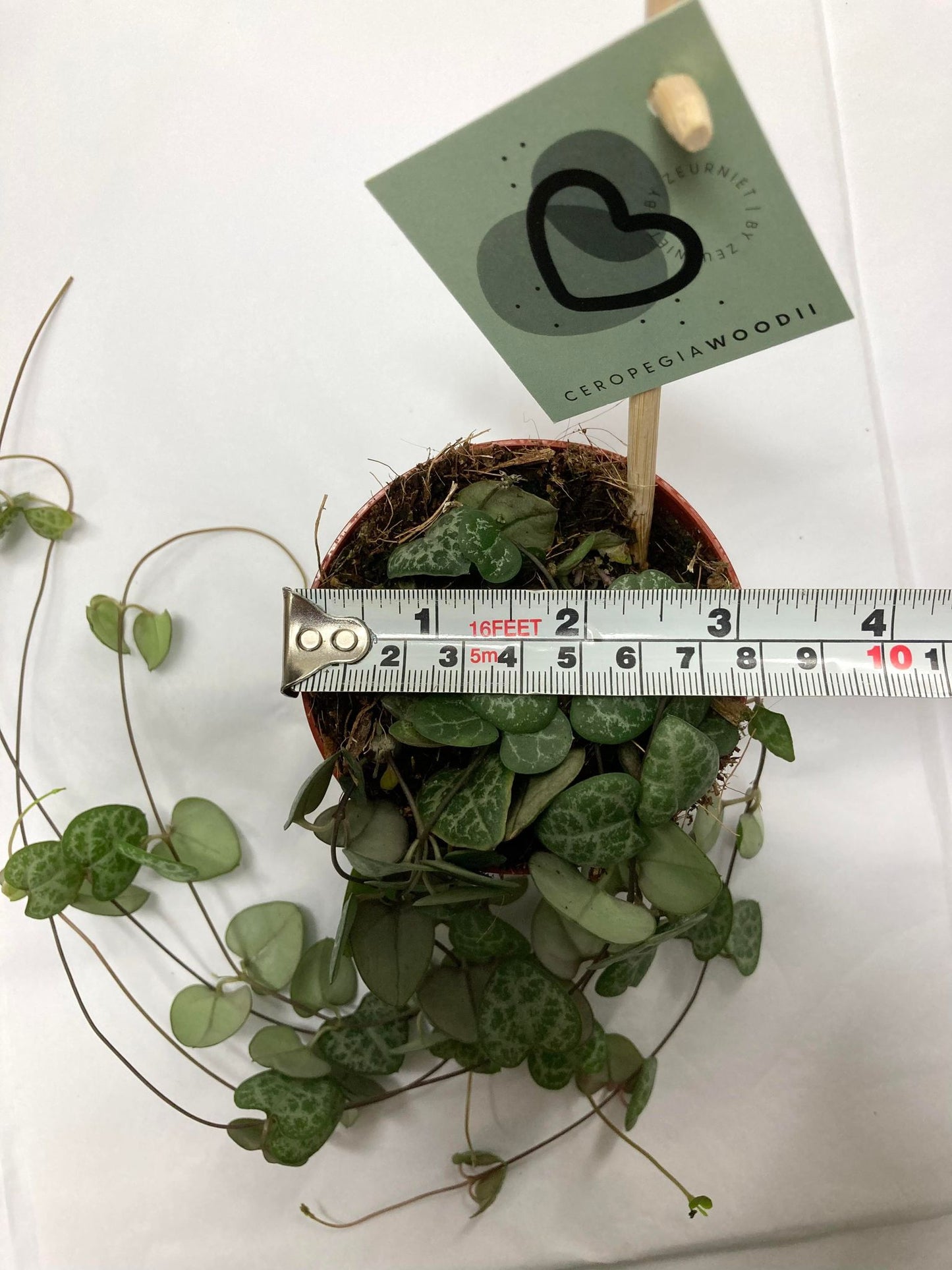 Ceropegia Woodii (String Of Hearts)