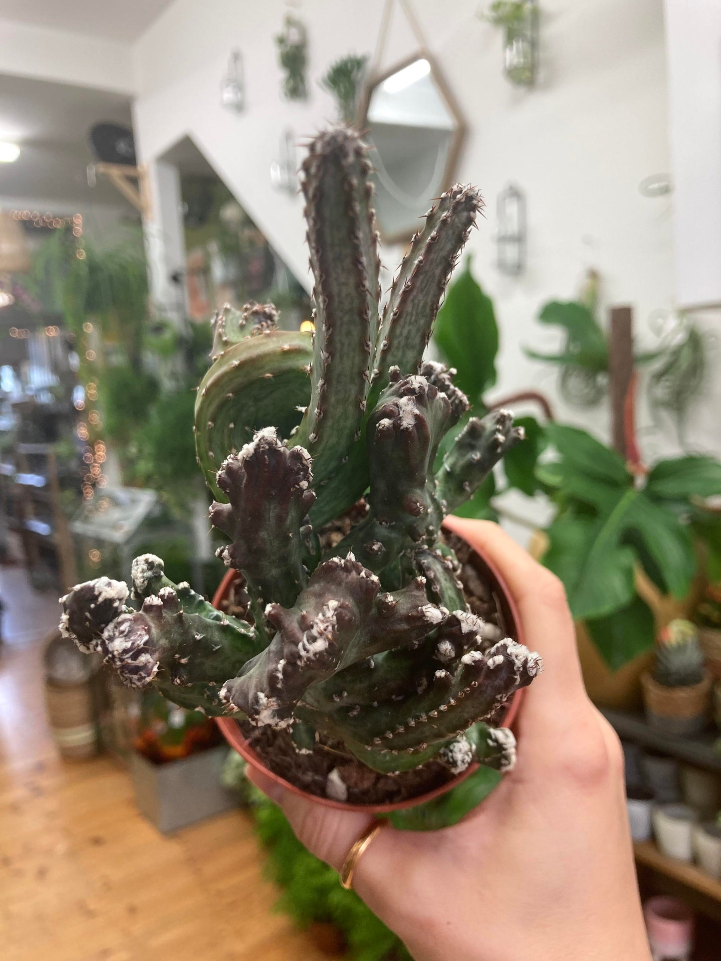 Movnillea Spegazzinii Cristata