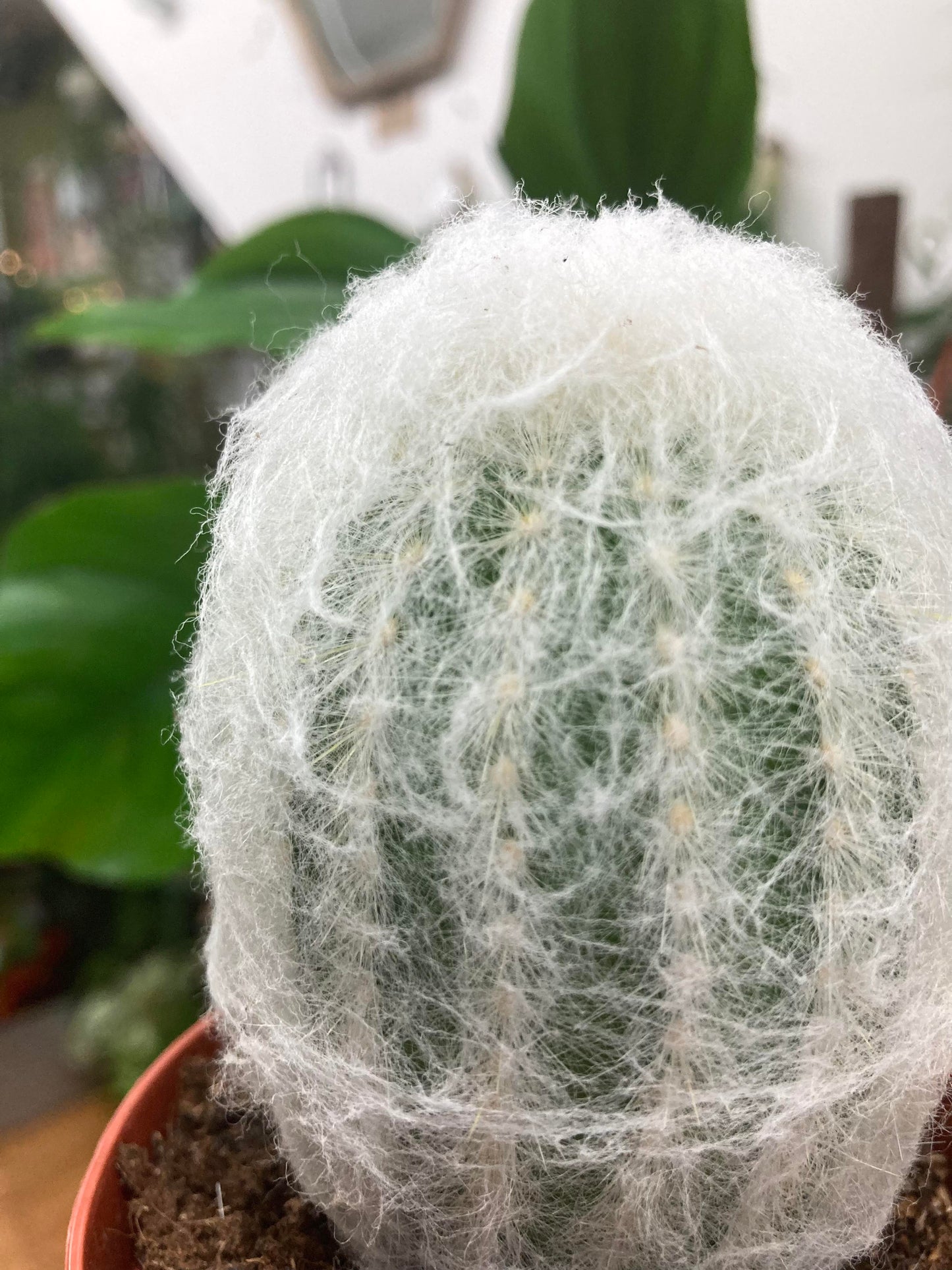 Pseudoespostoa Melanostele