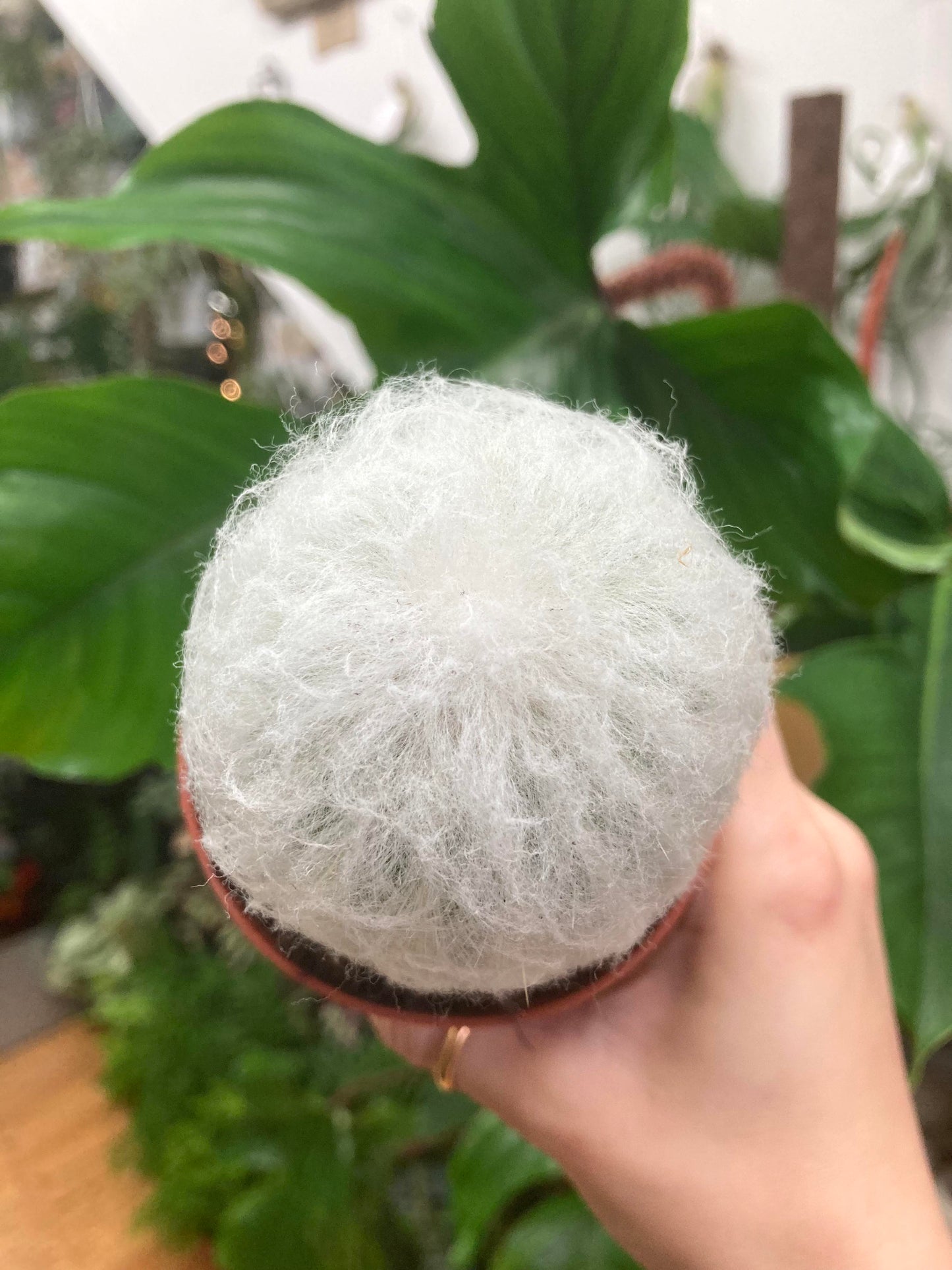 Pseudoespostoa Melanostele