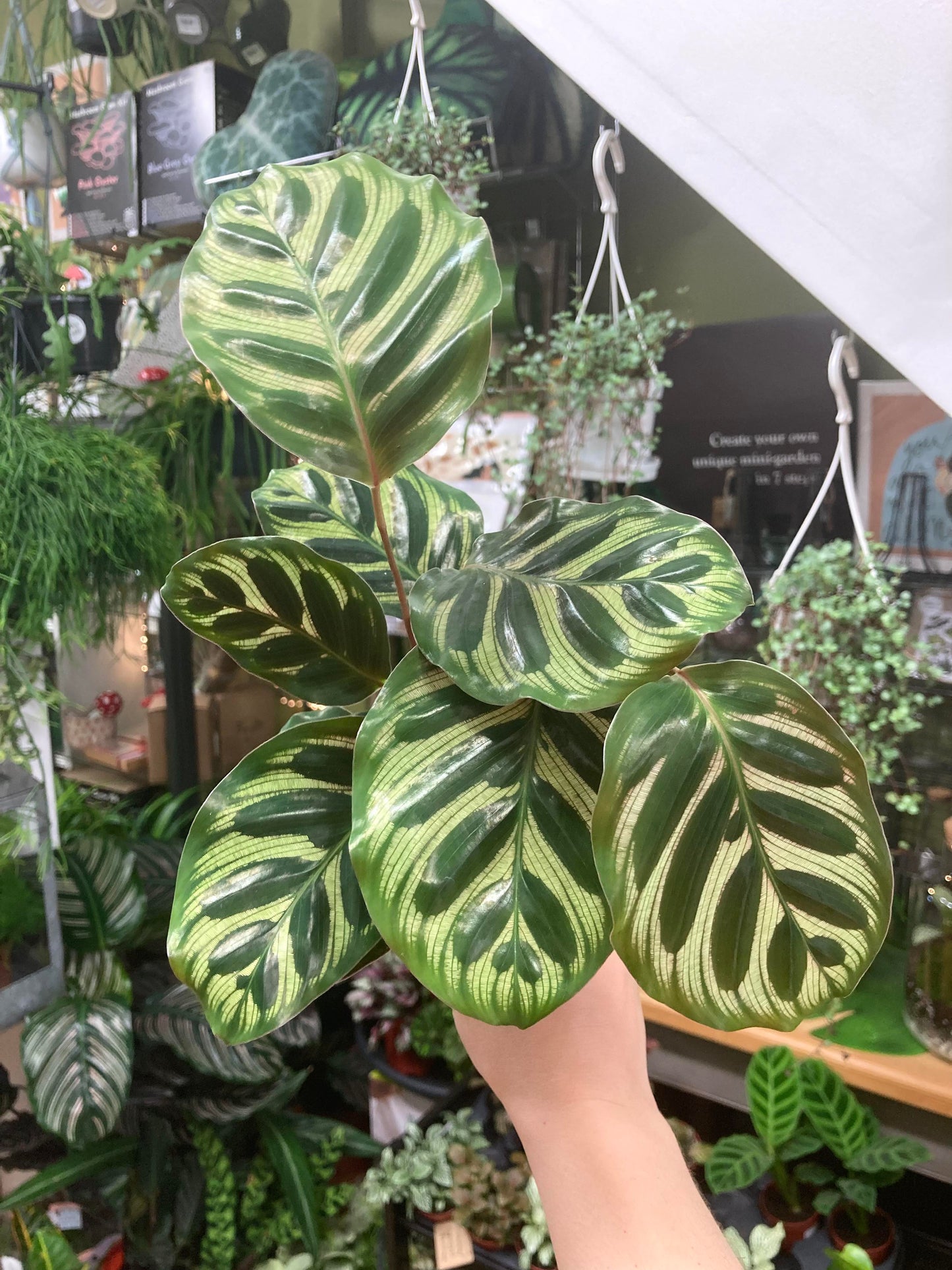 Mini Calathea Makoyana