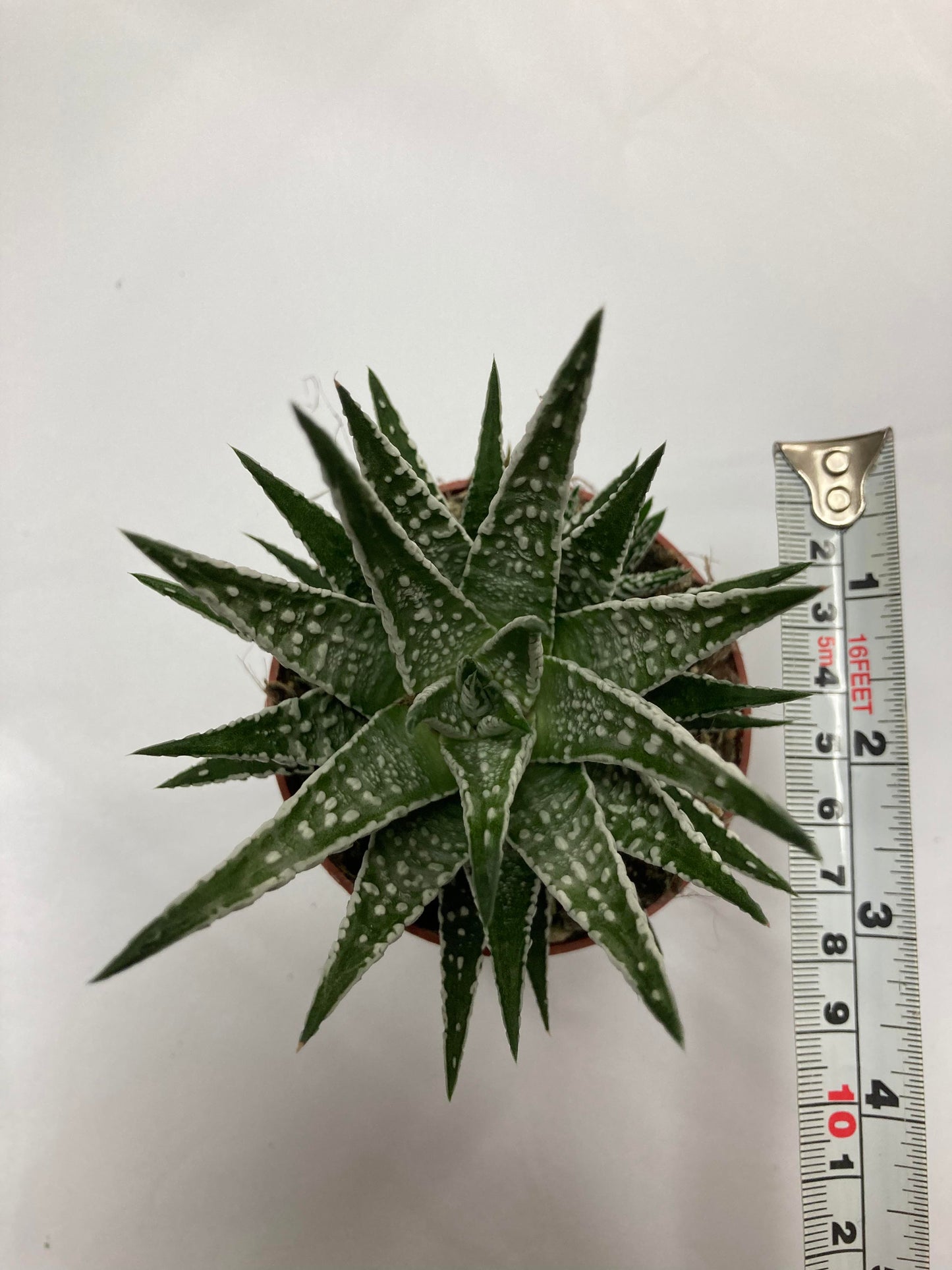 Haworthia Zebrina 'Alba'