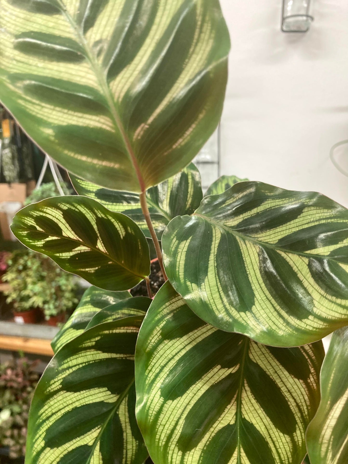 Mini Calathea Makoyana
