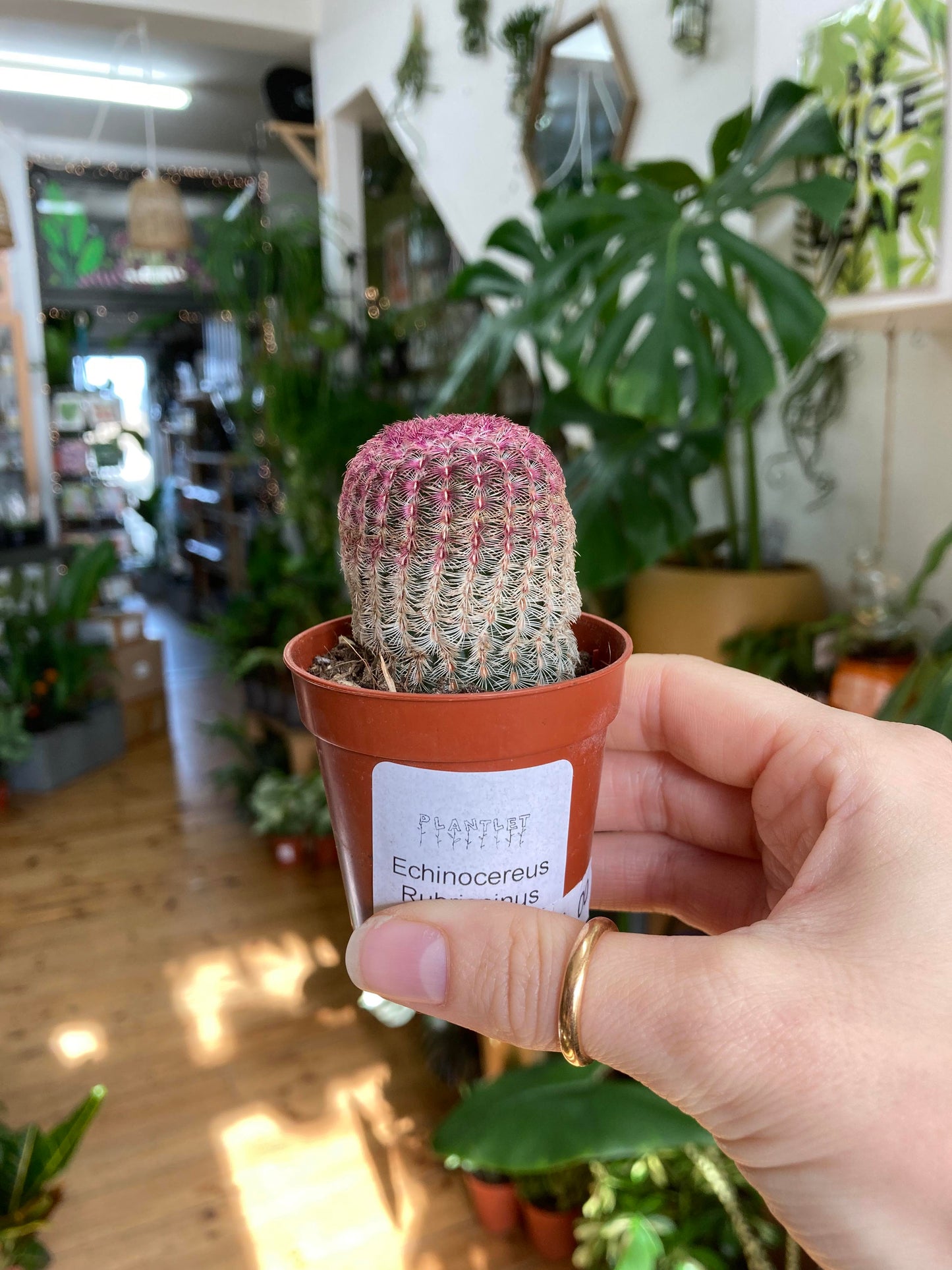 Echinocereus Rubrispinus