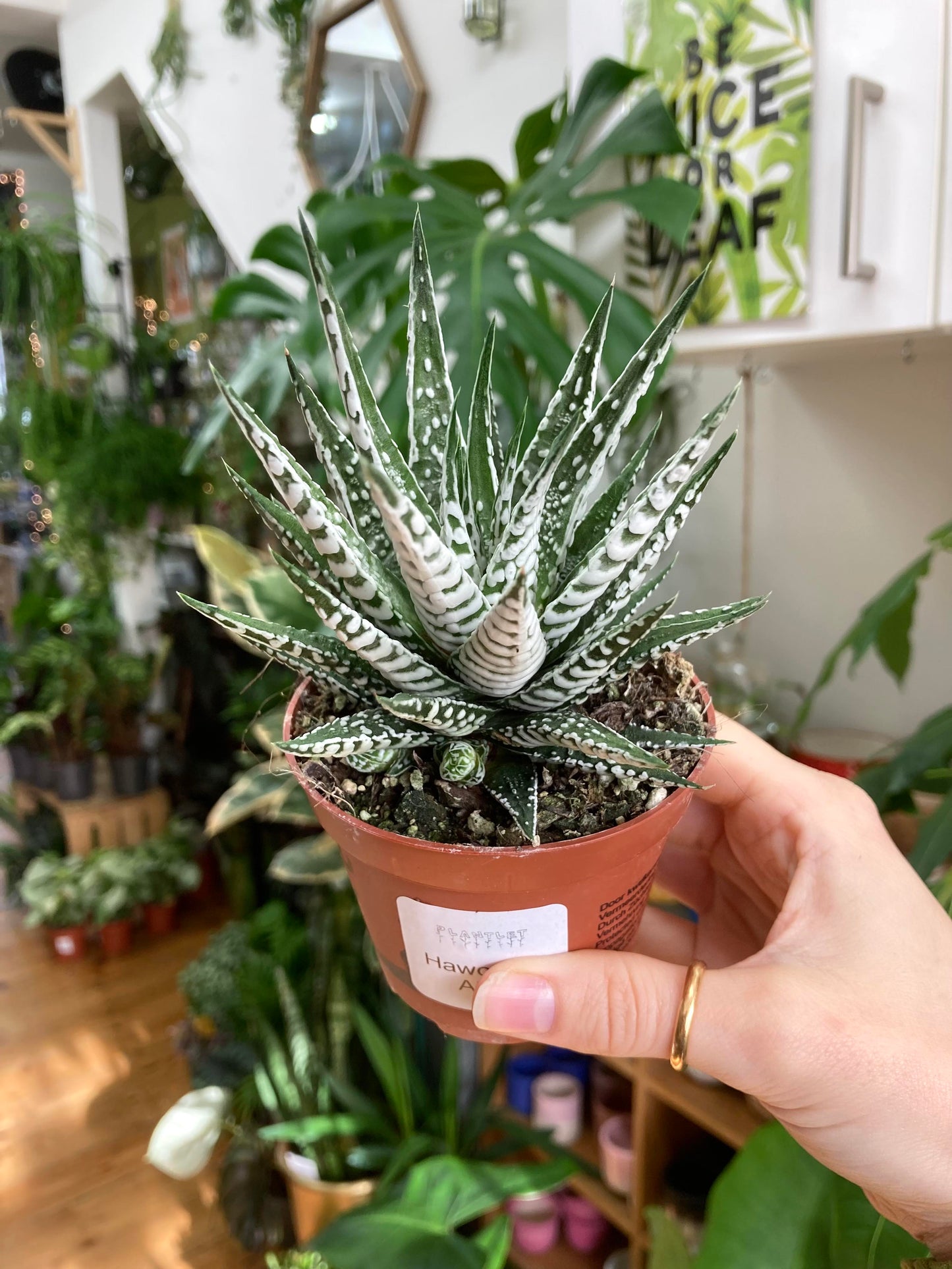 Haworthia Zebrina 'Alba'