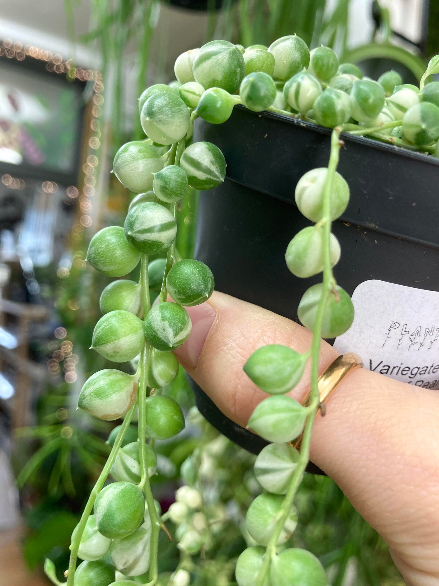 Variegated String Of Pearls