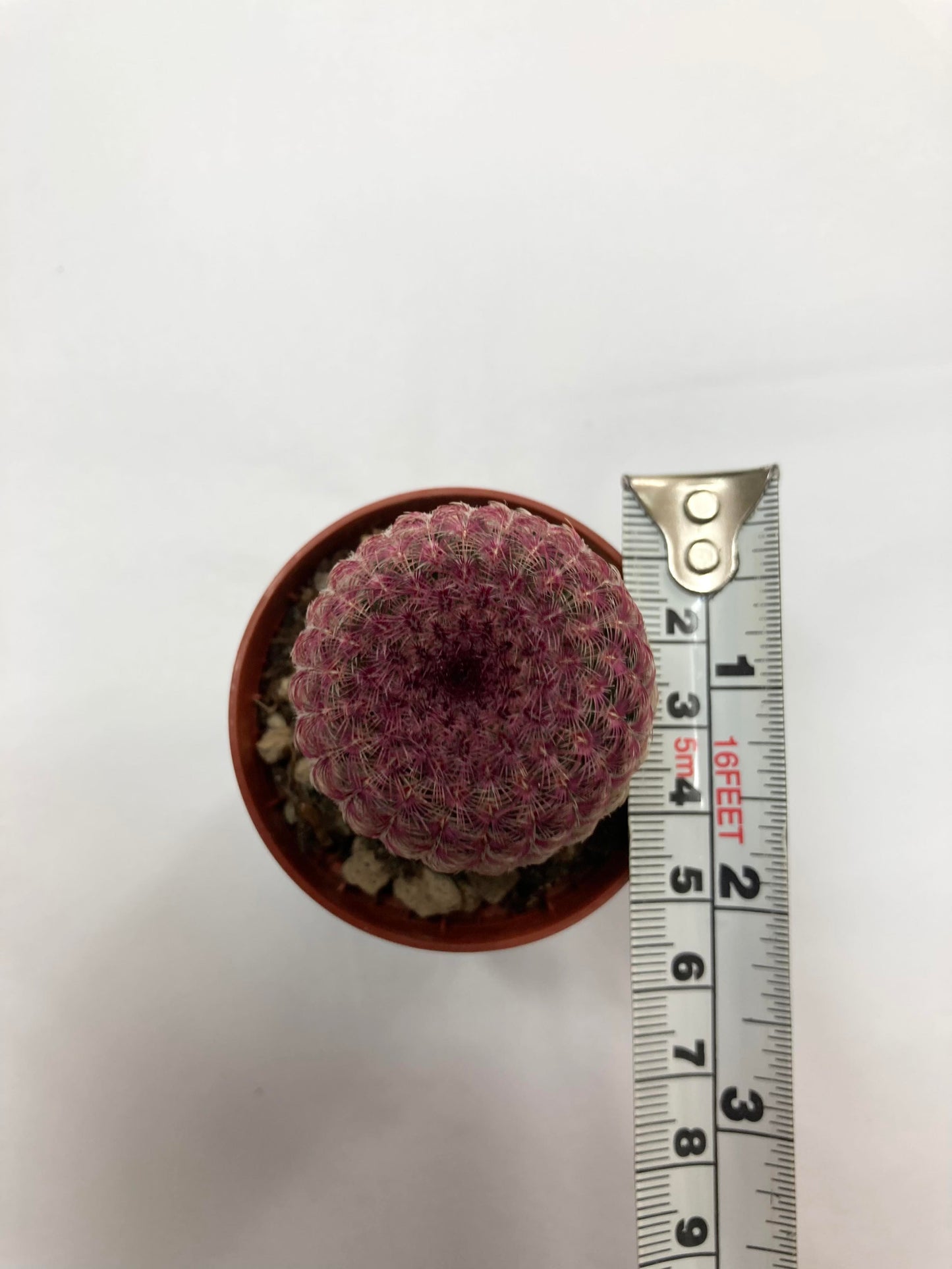 Echinocereus Rubrispinus