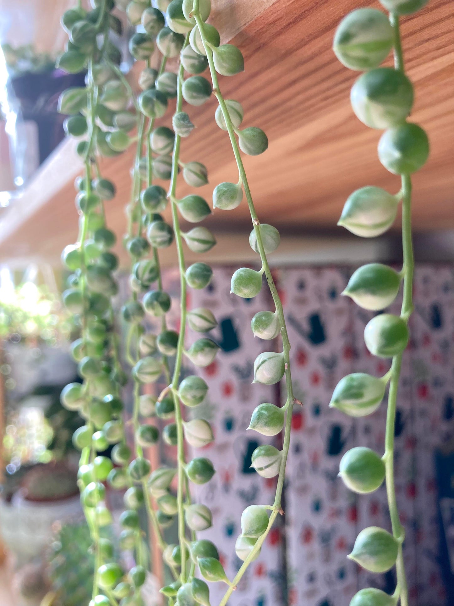 Variegated String Of Pearls