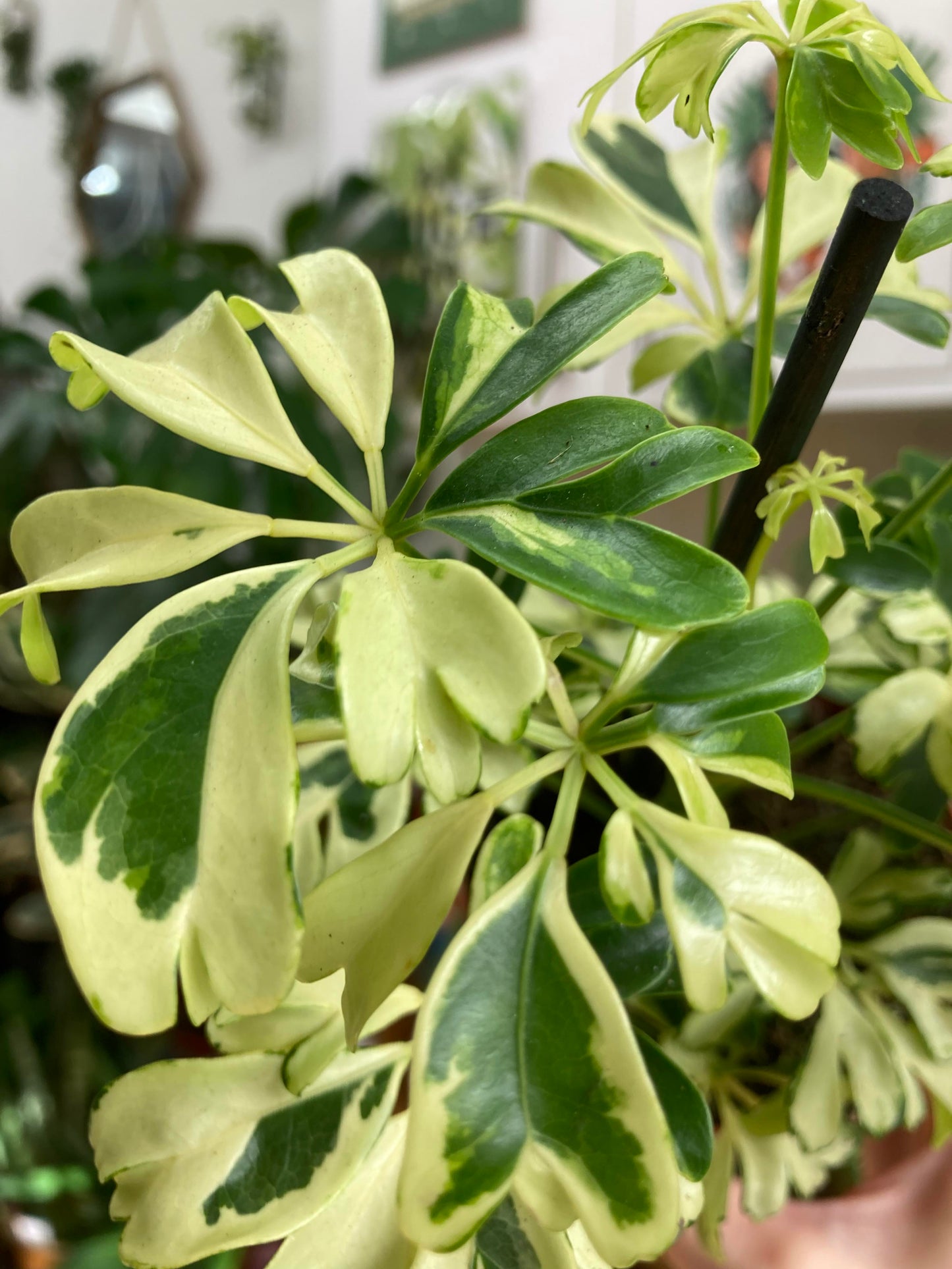 Schefflera 'Janine'