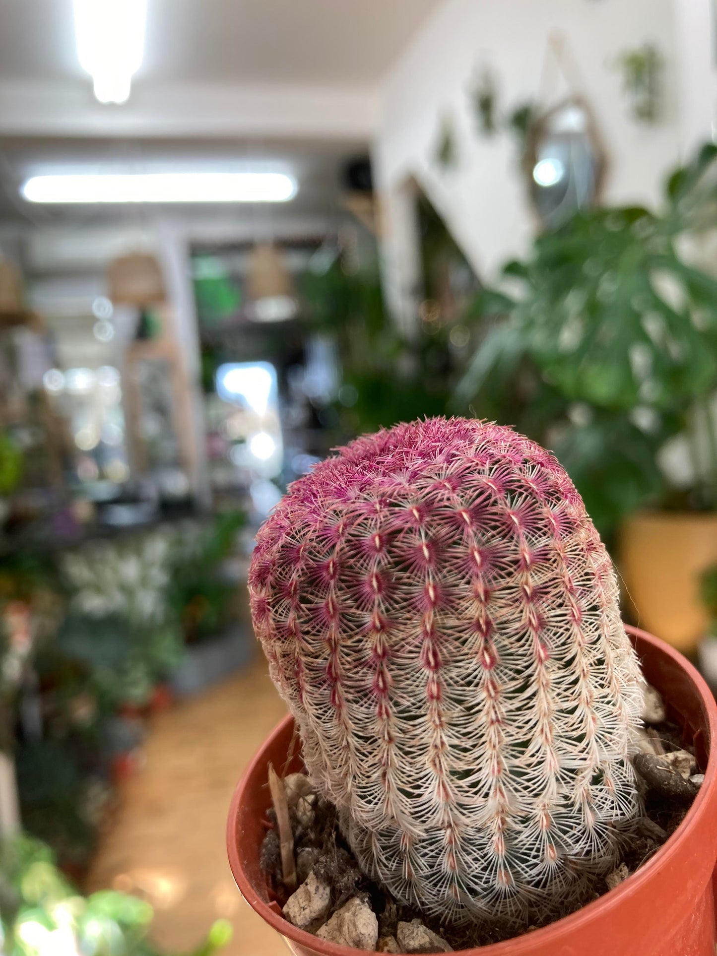 Echinocereus Rubrispinus