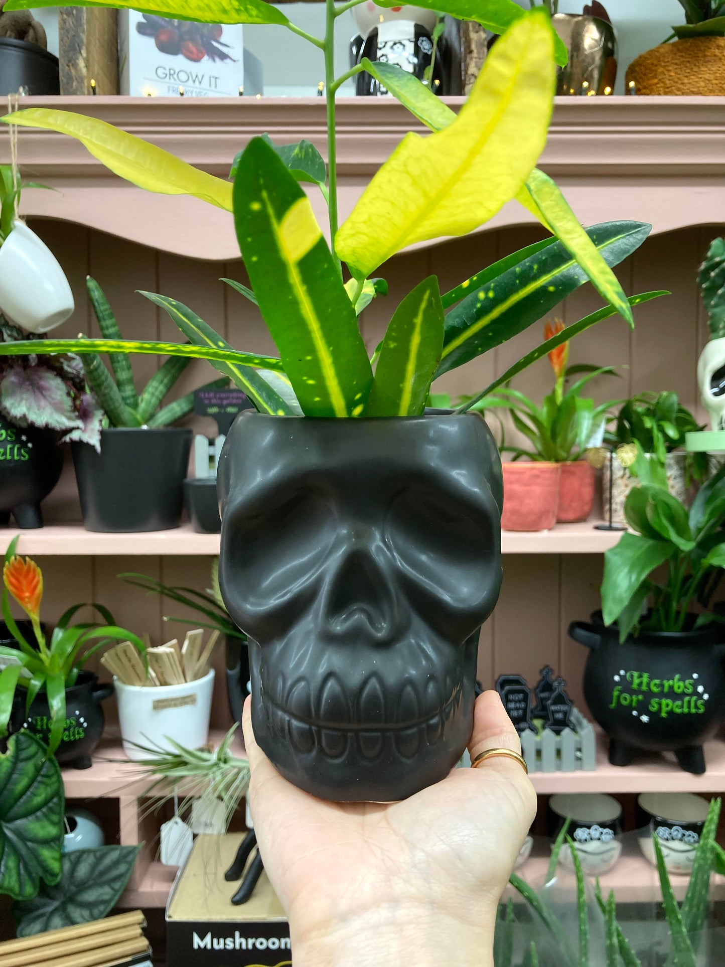 Black Skull Plant Pot