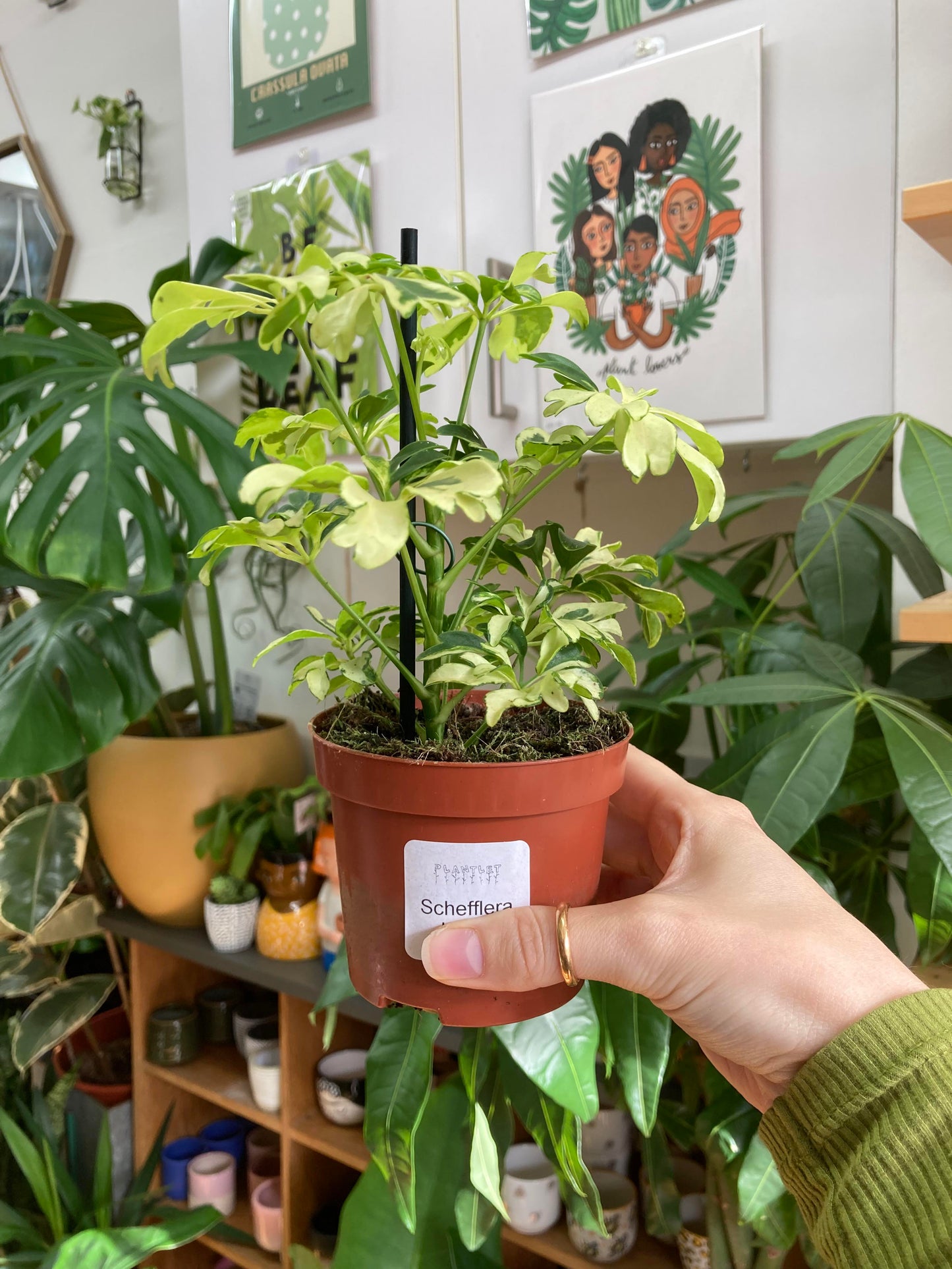 Schefflera 'Janine'