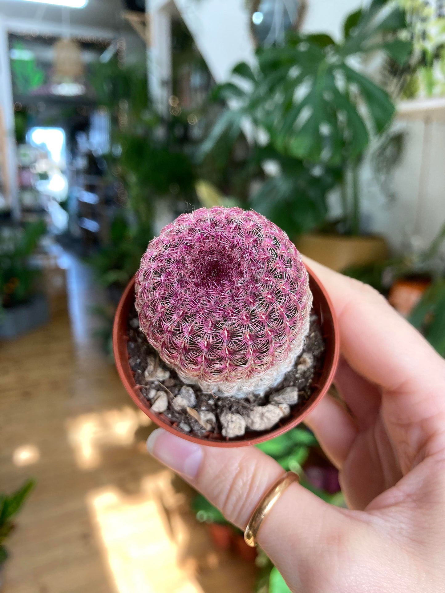 Echinocereus Rubrispinus