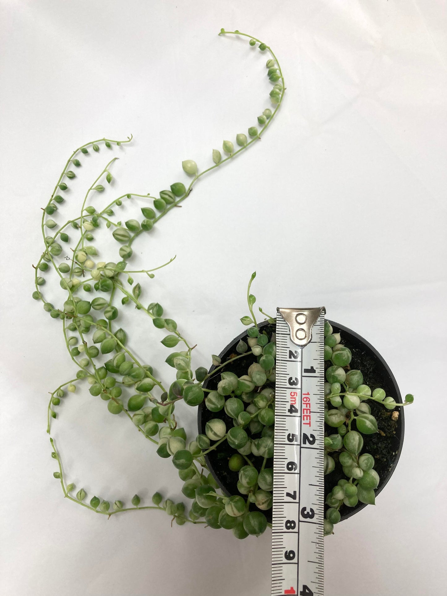 Variegated String Of Pearls