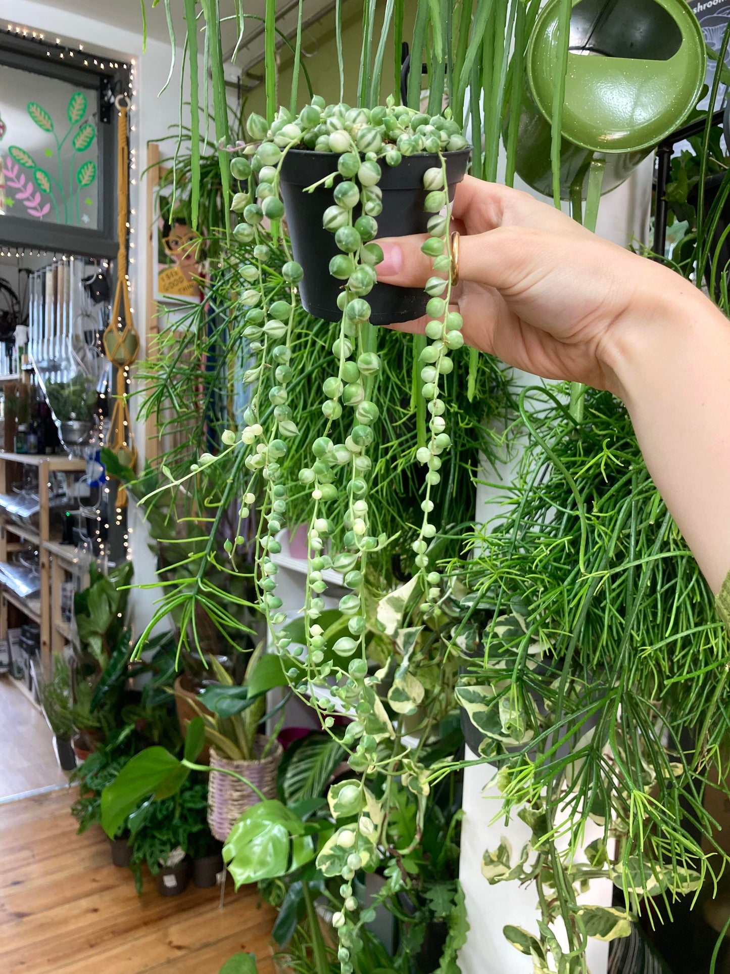 Variegated String Of Pearls