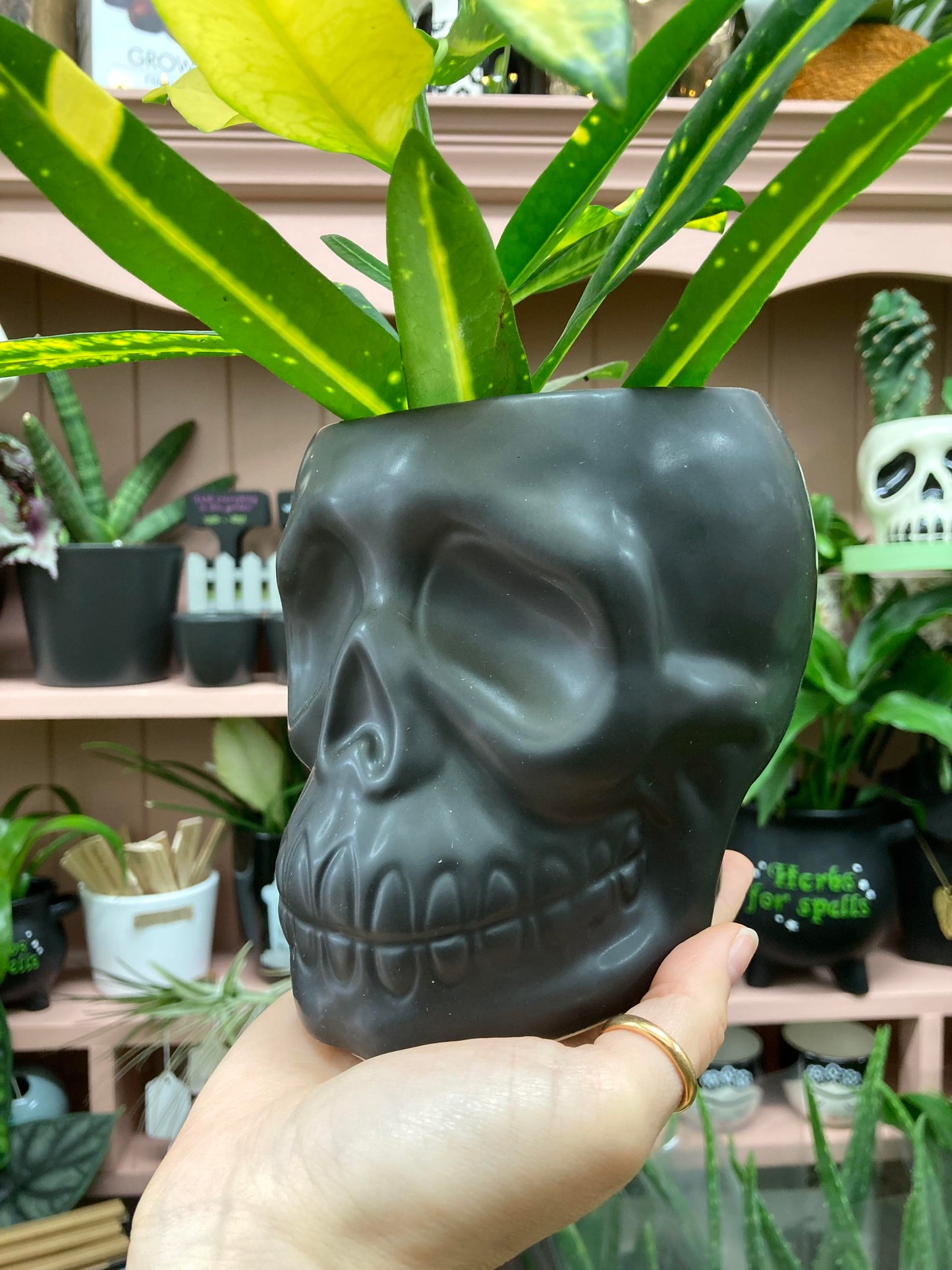 Black Skull Plant Pot