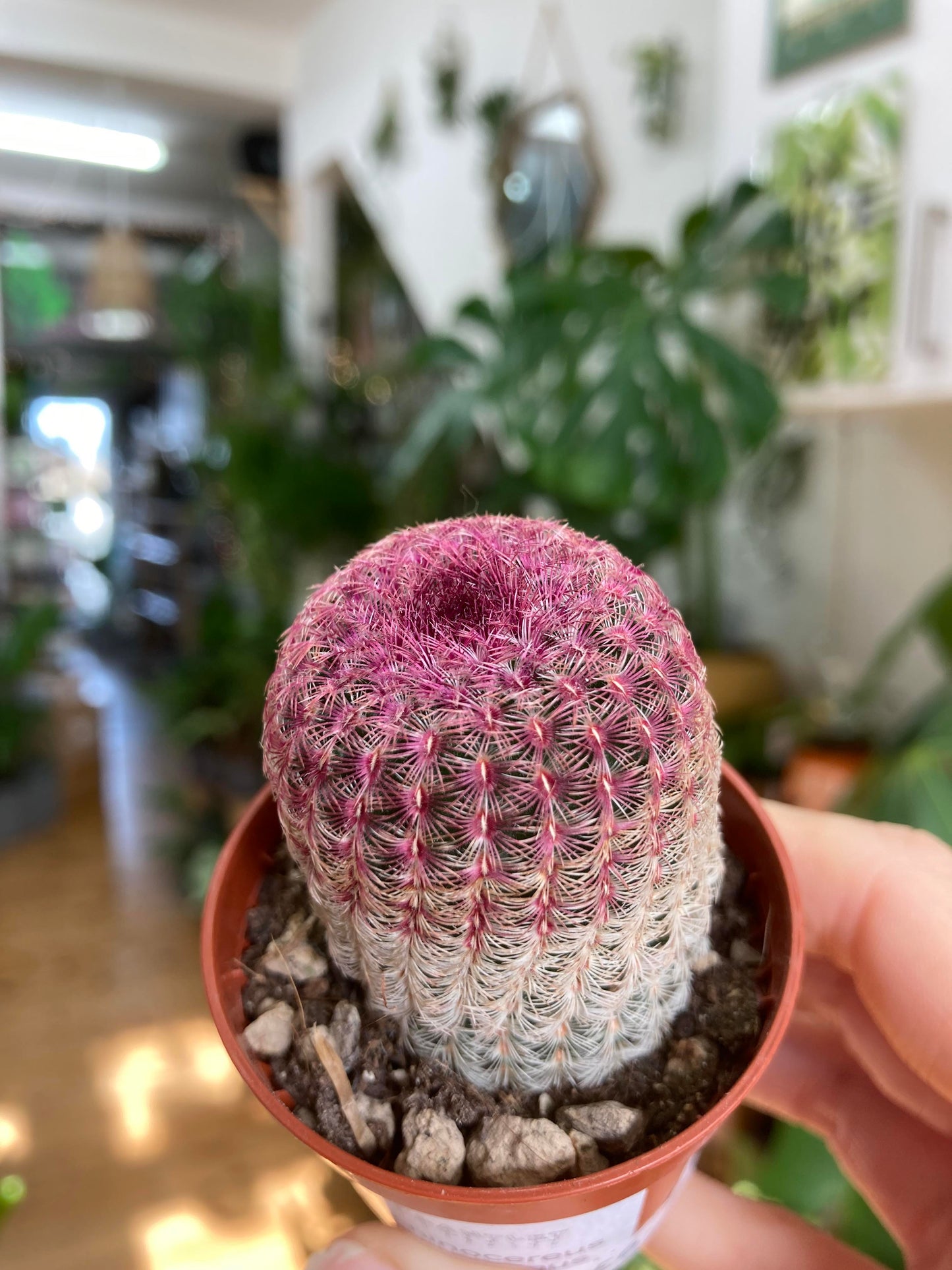 Echinocereus Rubrispinus