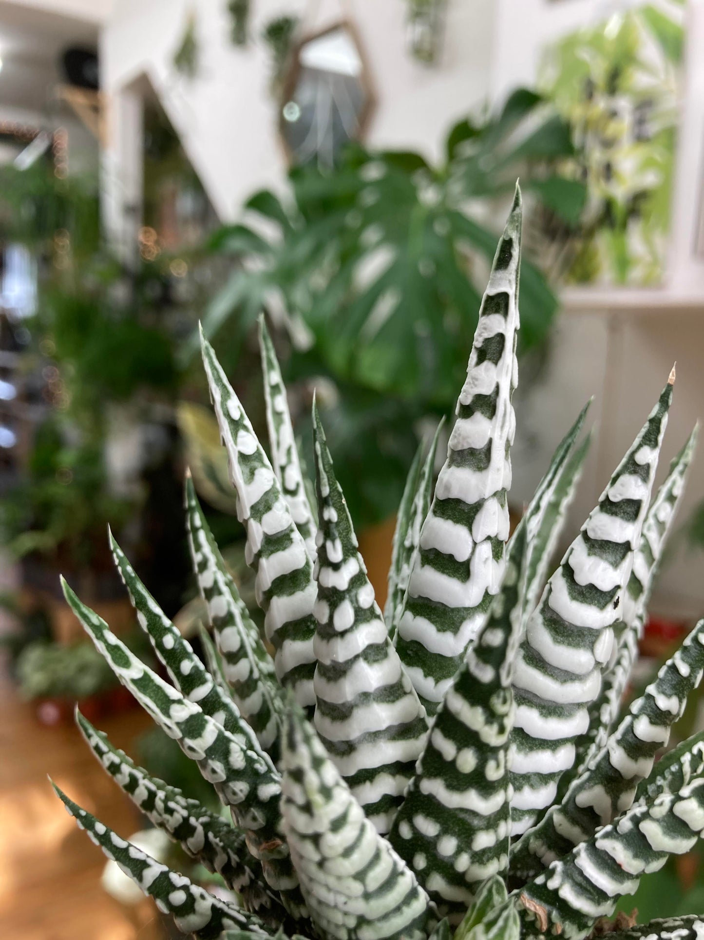 Haworthia Zebrina 'Alba'