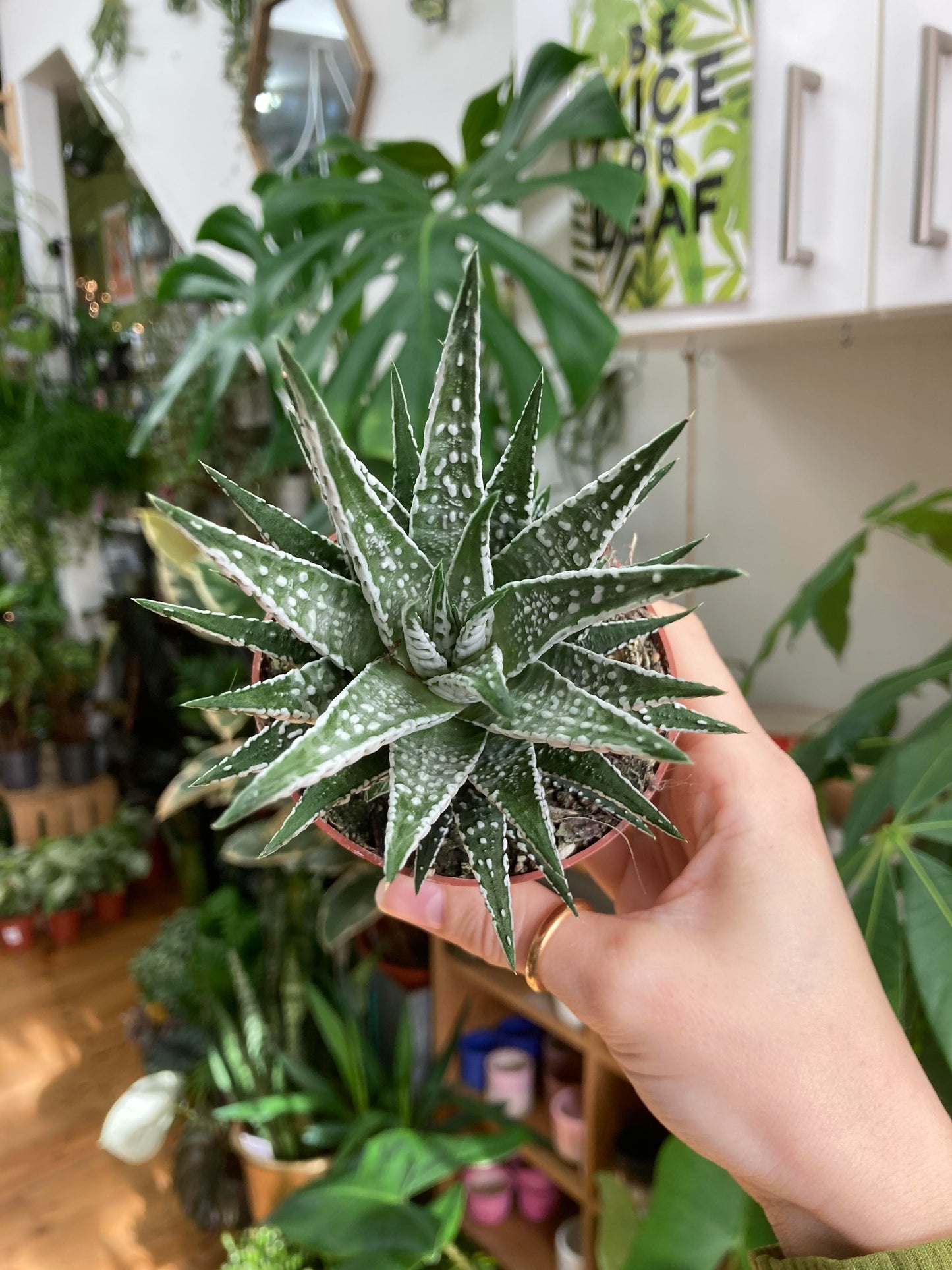 Haworthia Zebrina 'Alba'