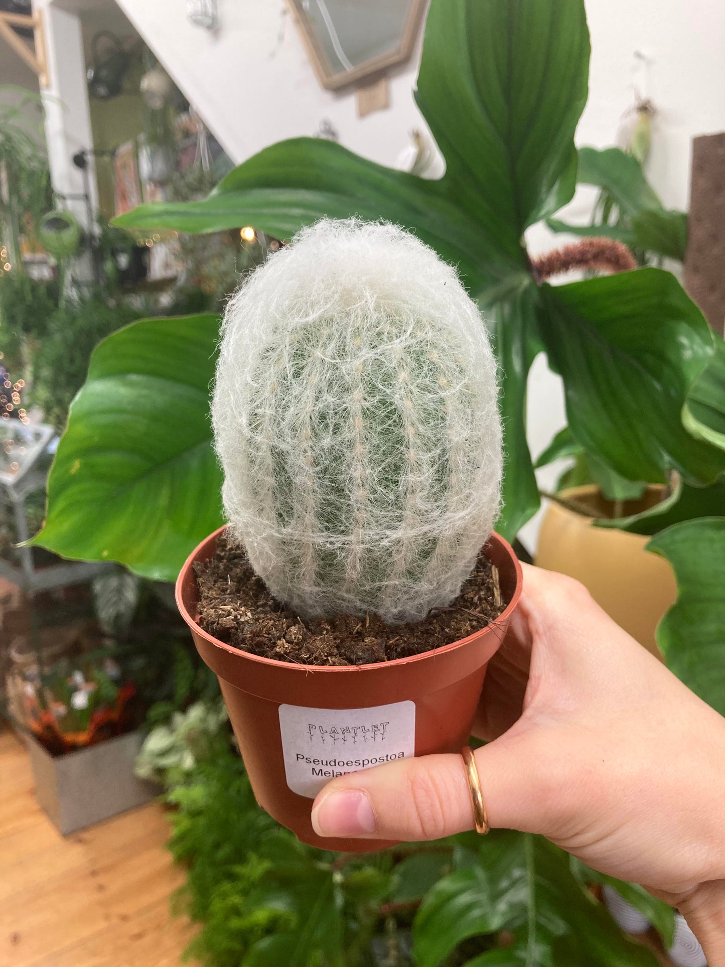 Pseudoespostoa Melanostele