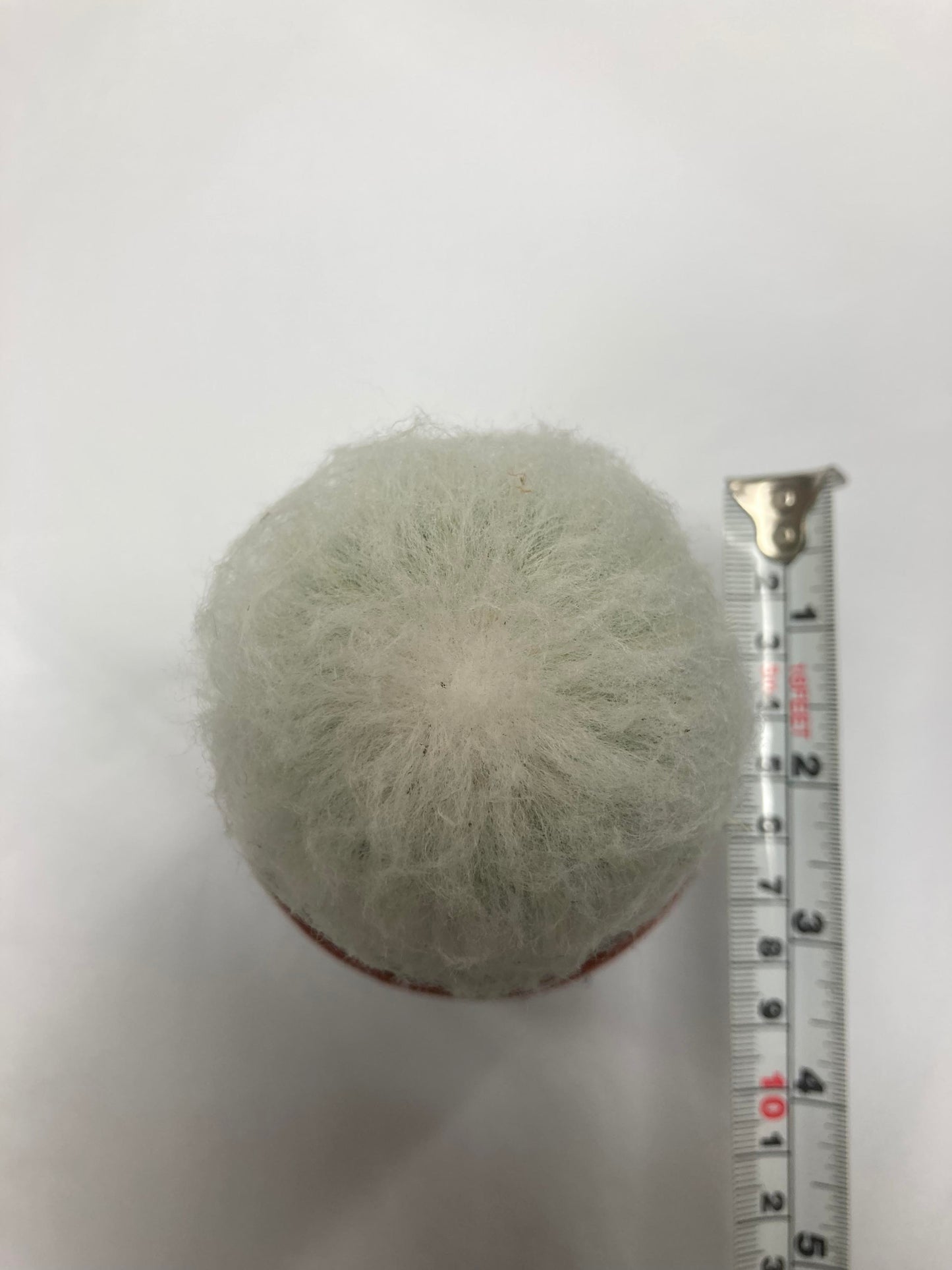 Pseudoespostoa Melanostele