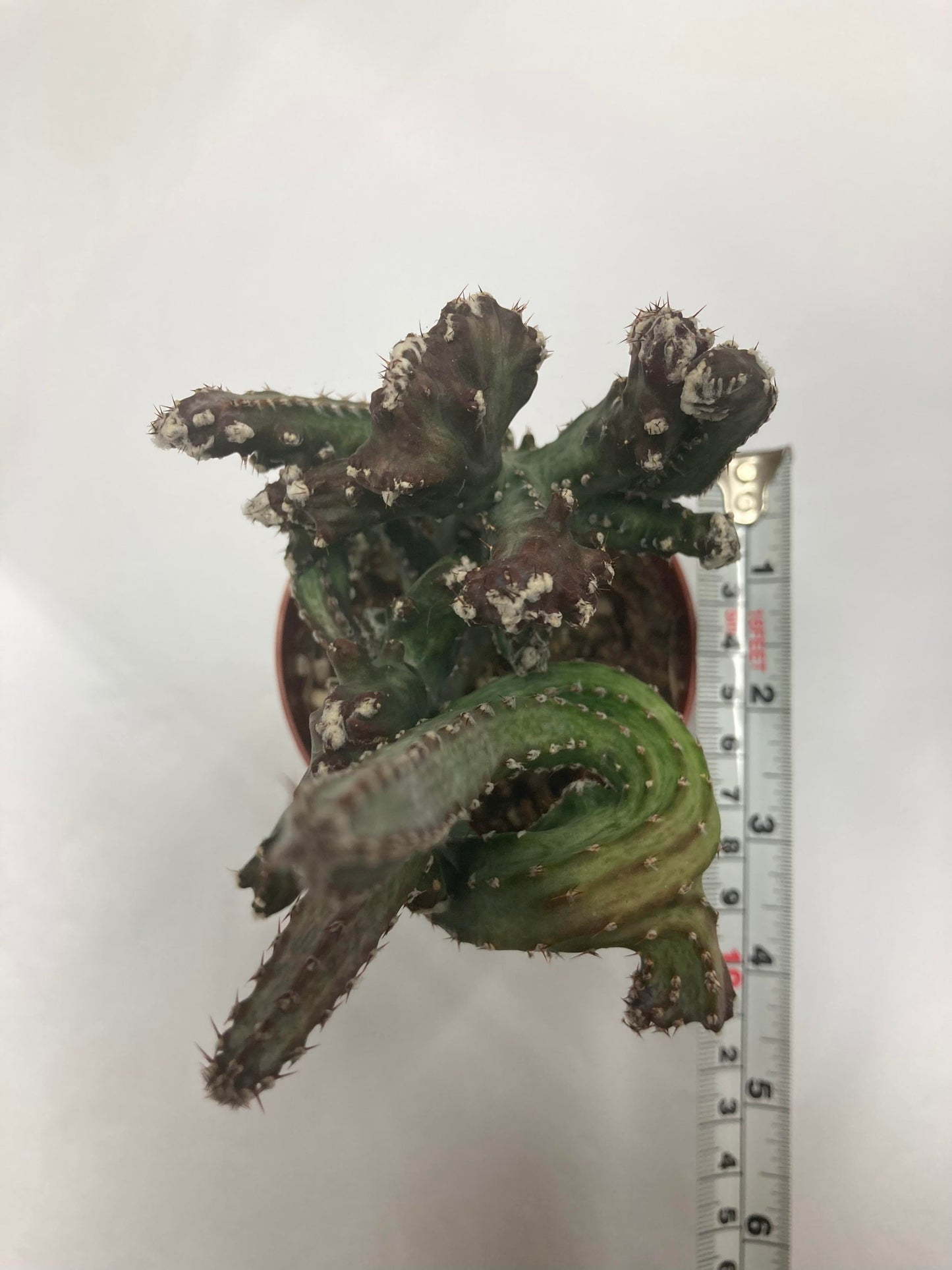 Movnillea Spegazzinii Cristata