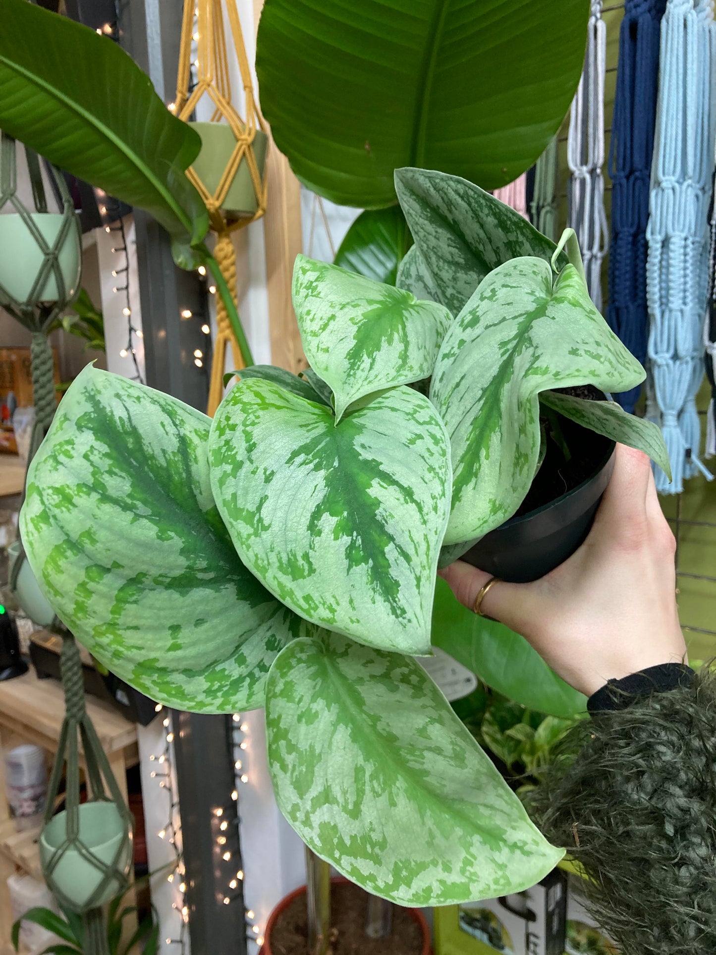 Scindapsus Pictus Trebie