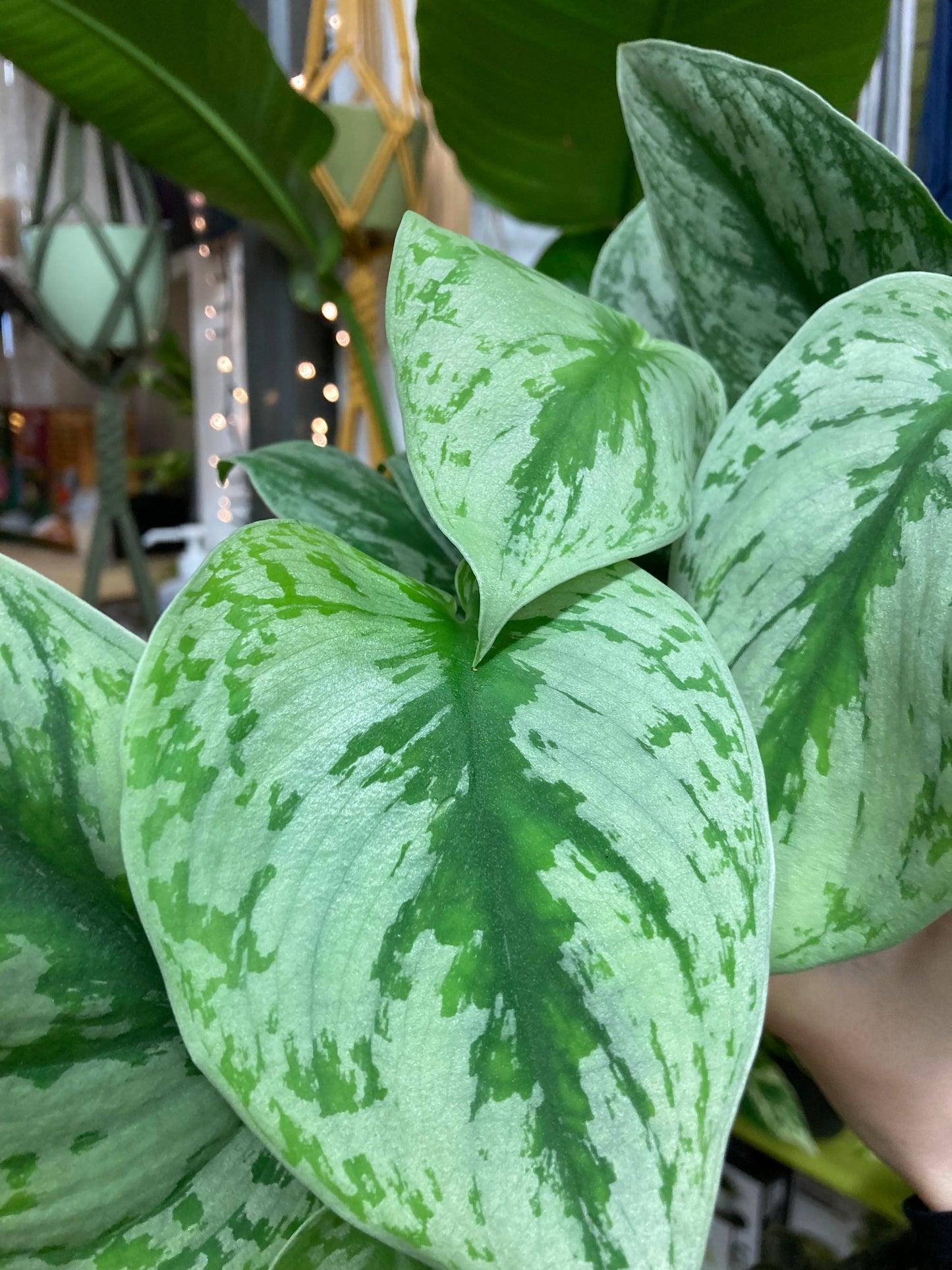 Scindapsus Pictus Trebie