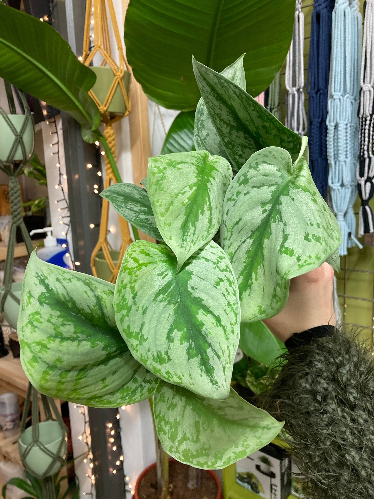 Scindapsus Pictus Trebie