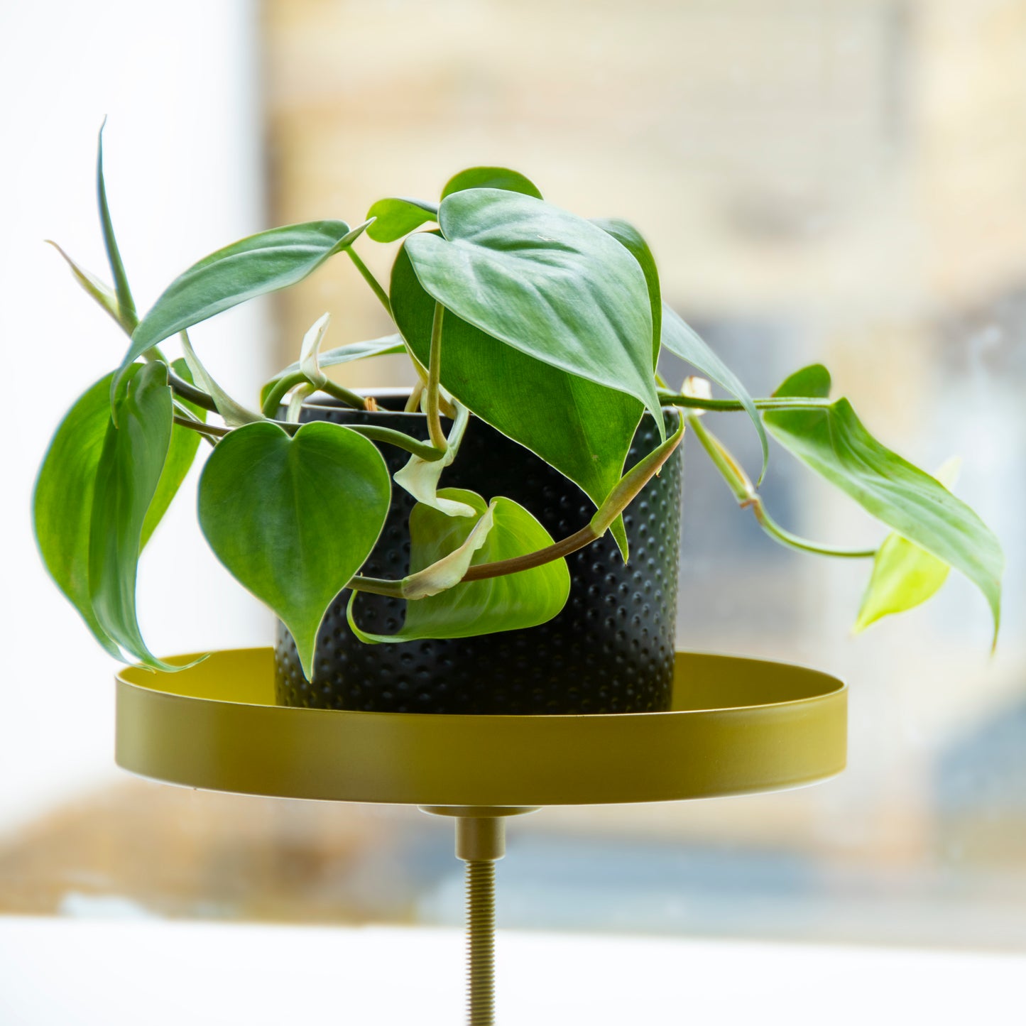 Window Sill Clamp Trays (Round)