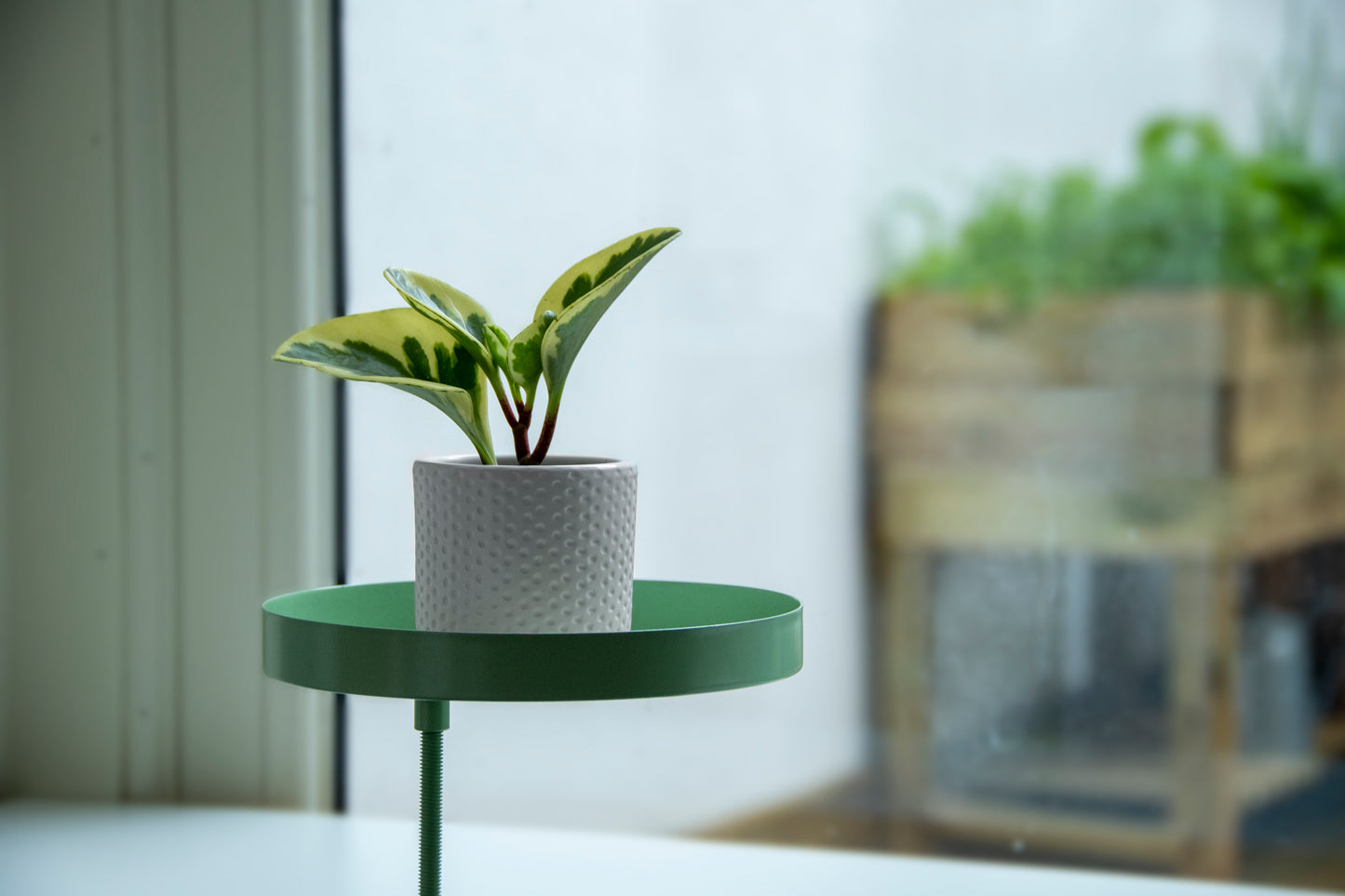 Window Sill Clamp Trays (Round)