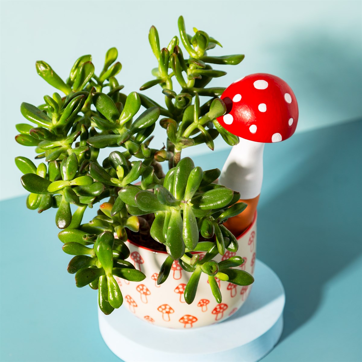 Mushroom Shaped Watering Spike