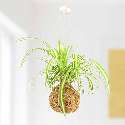 The Art Of Kokedama - DIY Kit