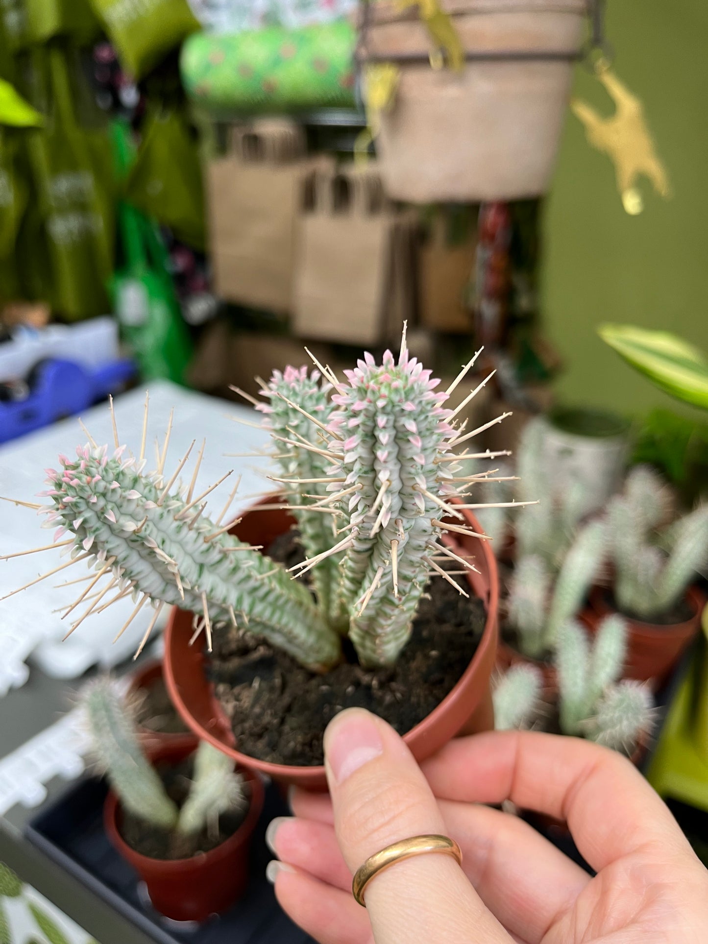 Euphorbia Mammillaris Variegata