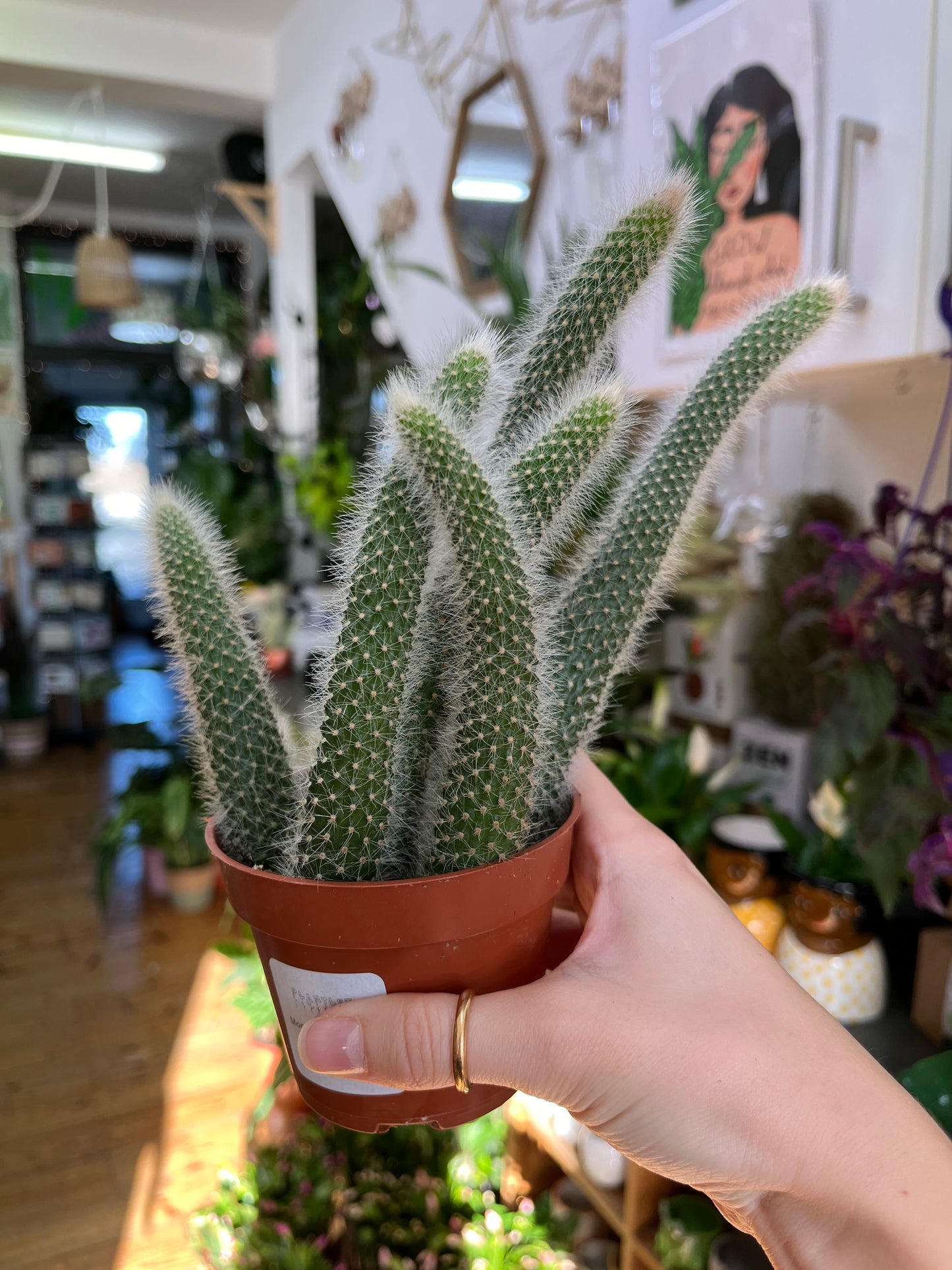 Monkey Tail Cactus