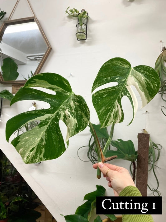 Variegated Monstera Cuttings