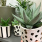 Set of 3 Black And White Plant Pots