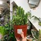 Cereus Tetragonus - Fairy Castle Cactus