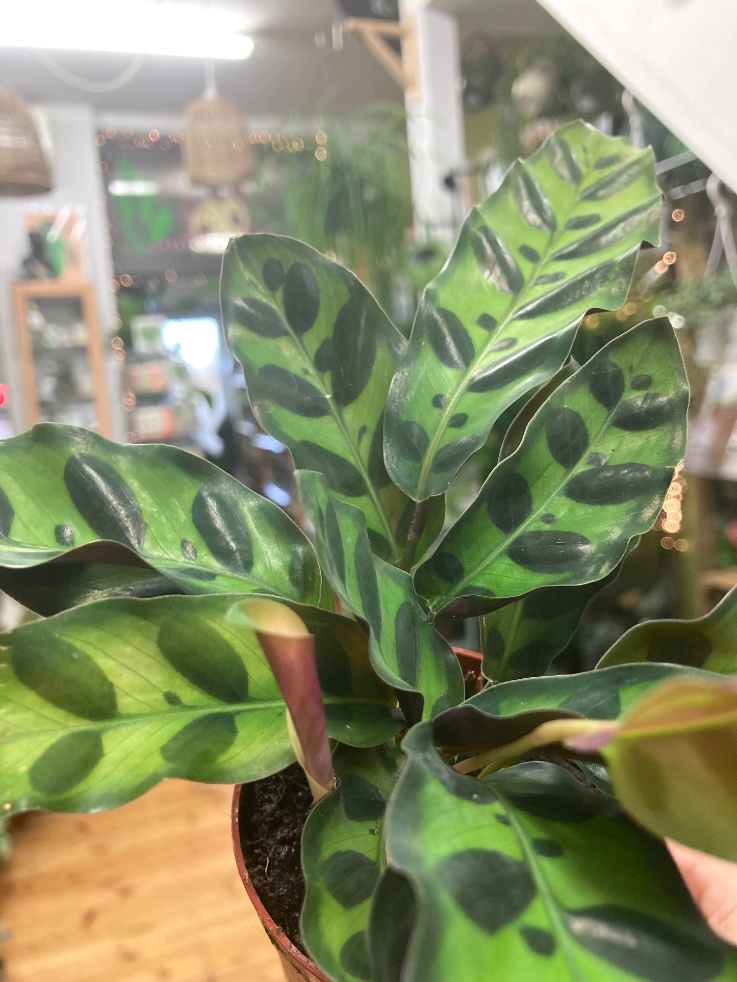 Mini Calathea Lancifolia